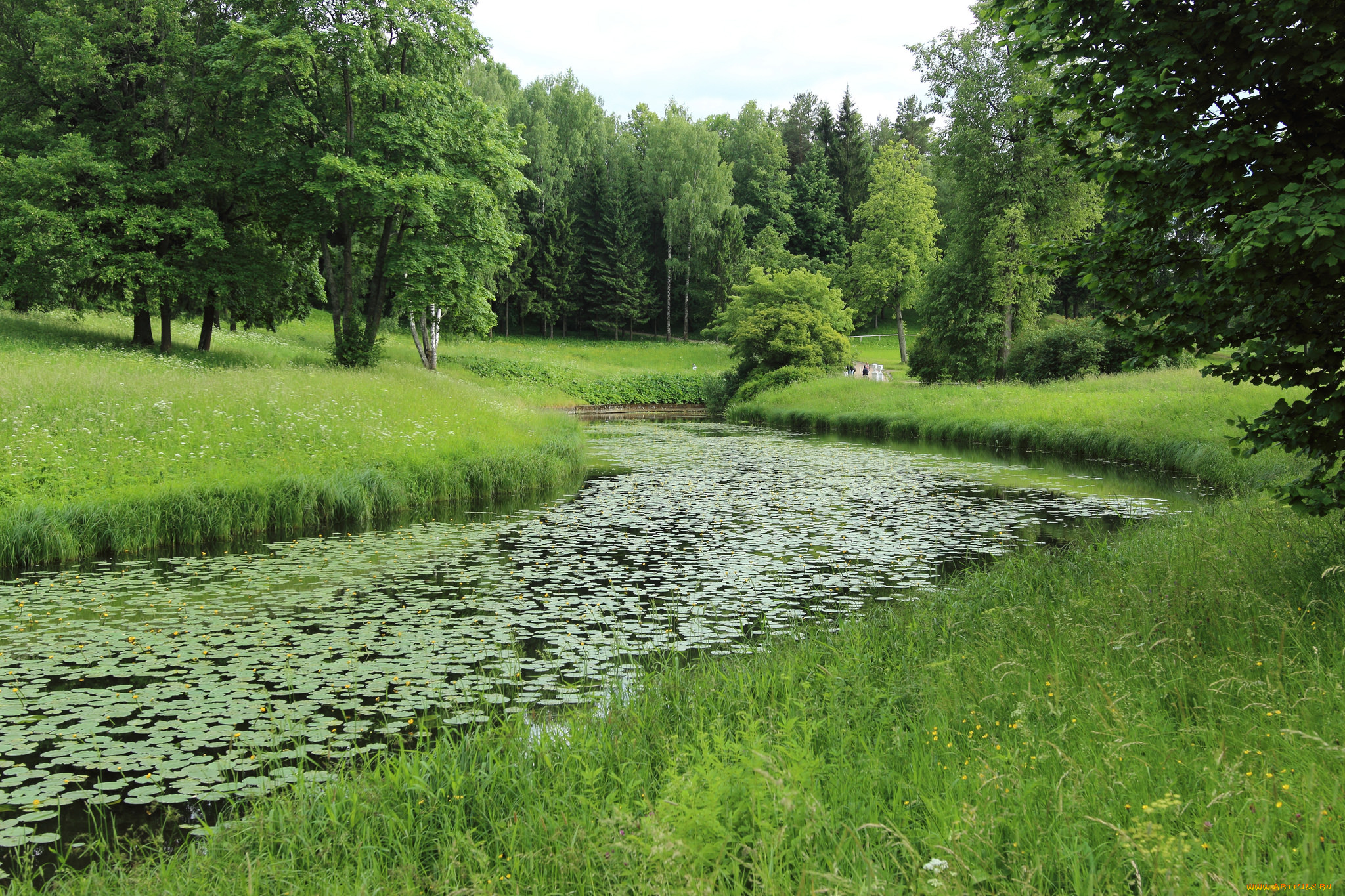 природа, реки, озера, река, лес