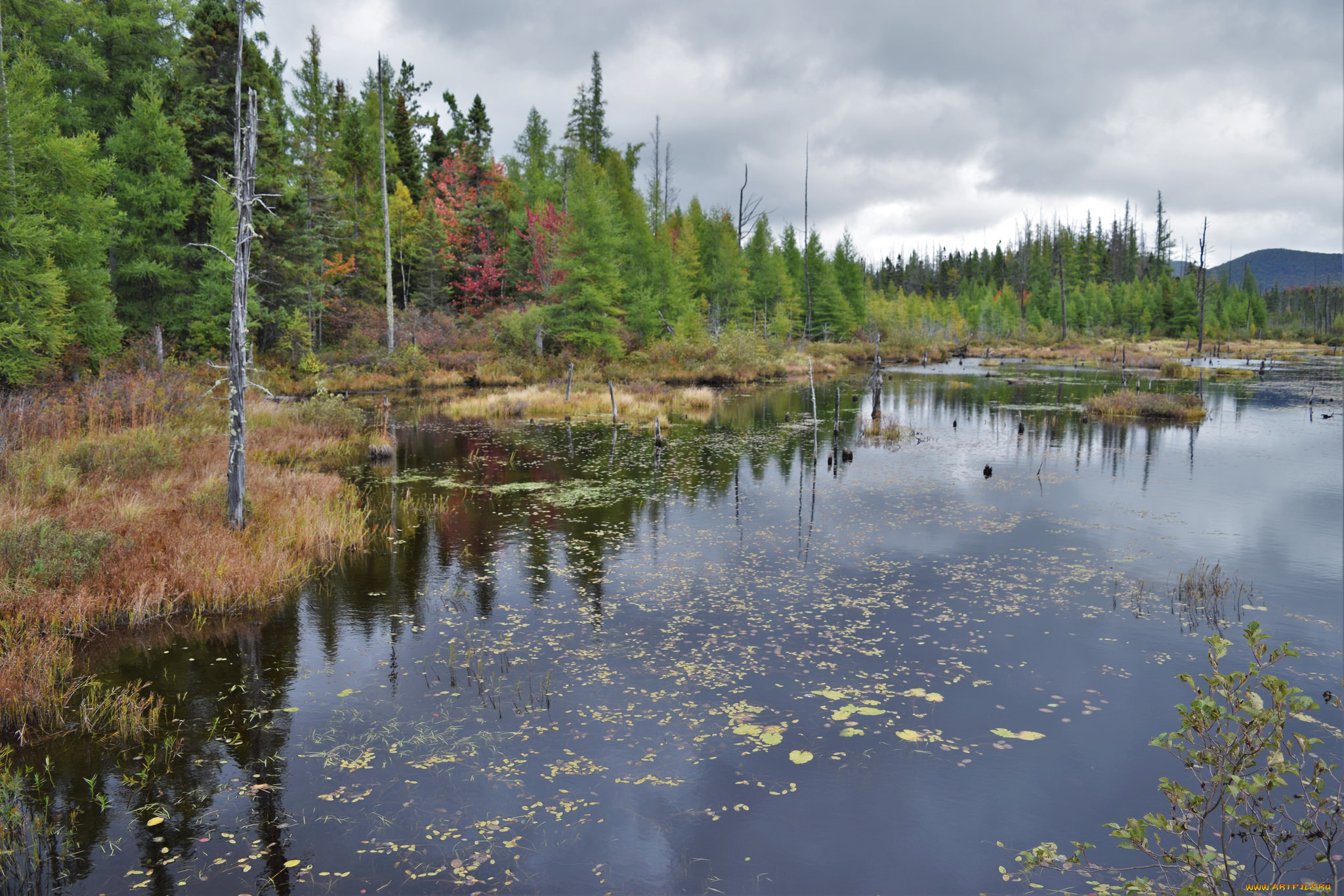 природа, реки, озера, река, лес