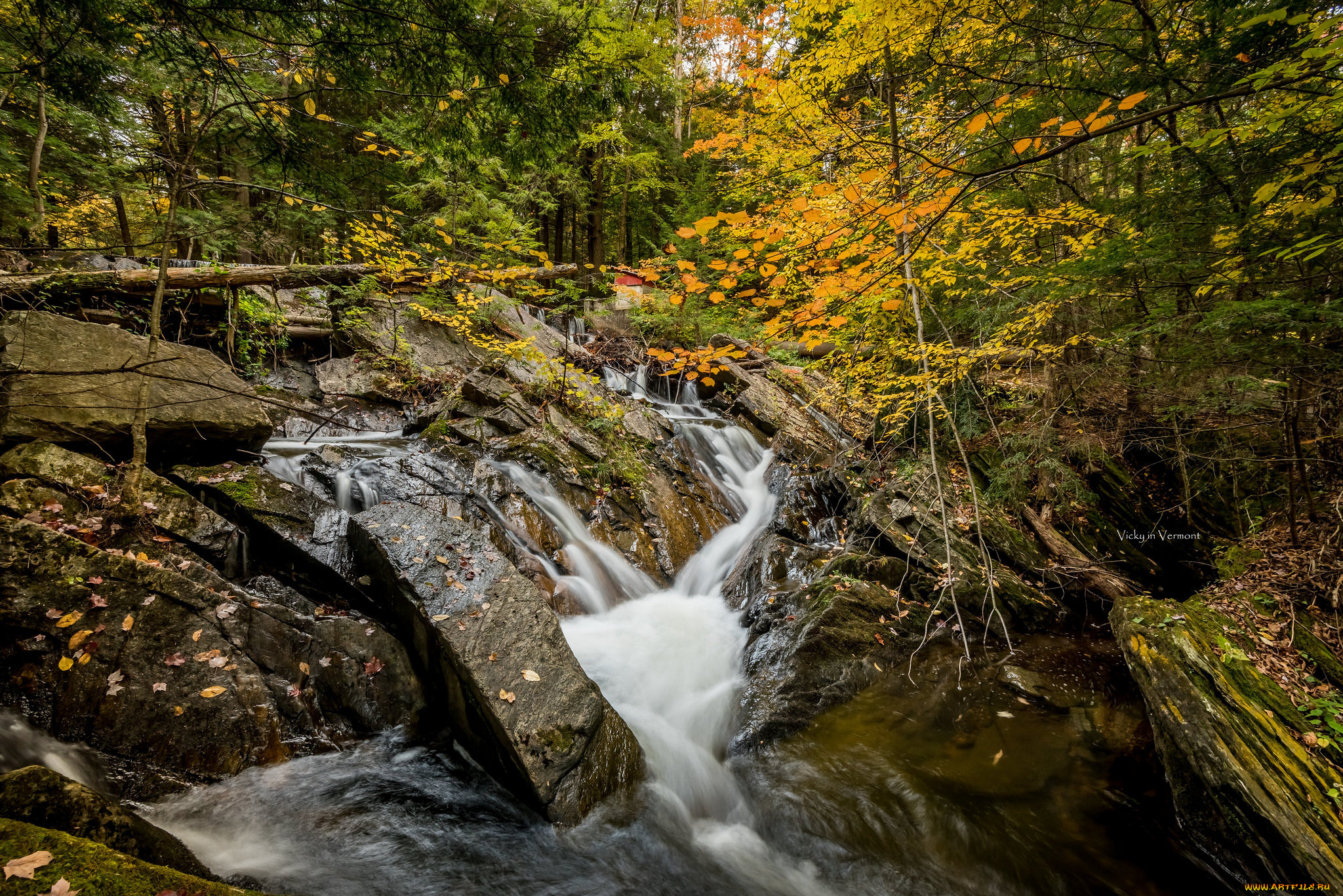 природа, реки, озера, лес, река