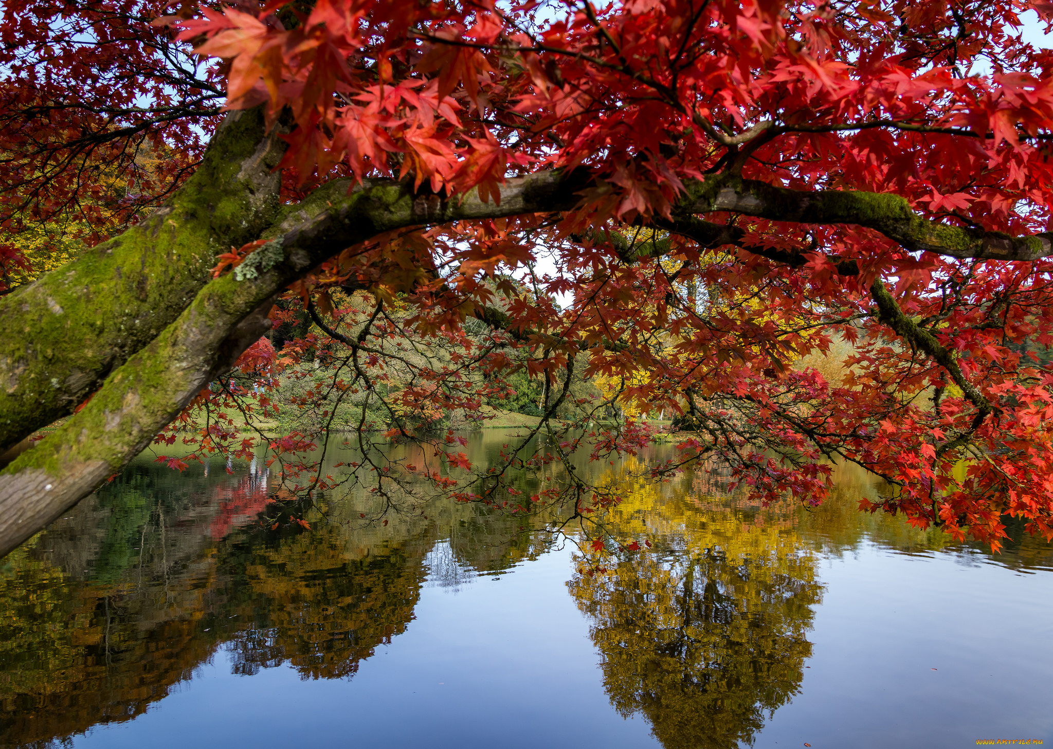 природа, реки, озера, лес, река