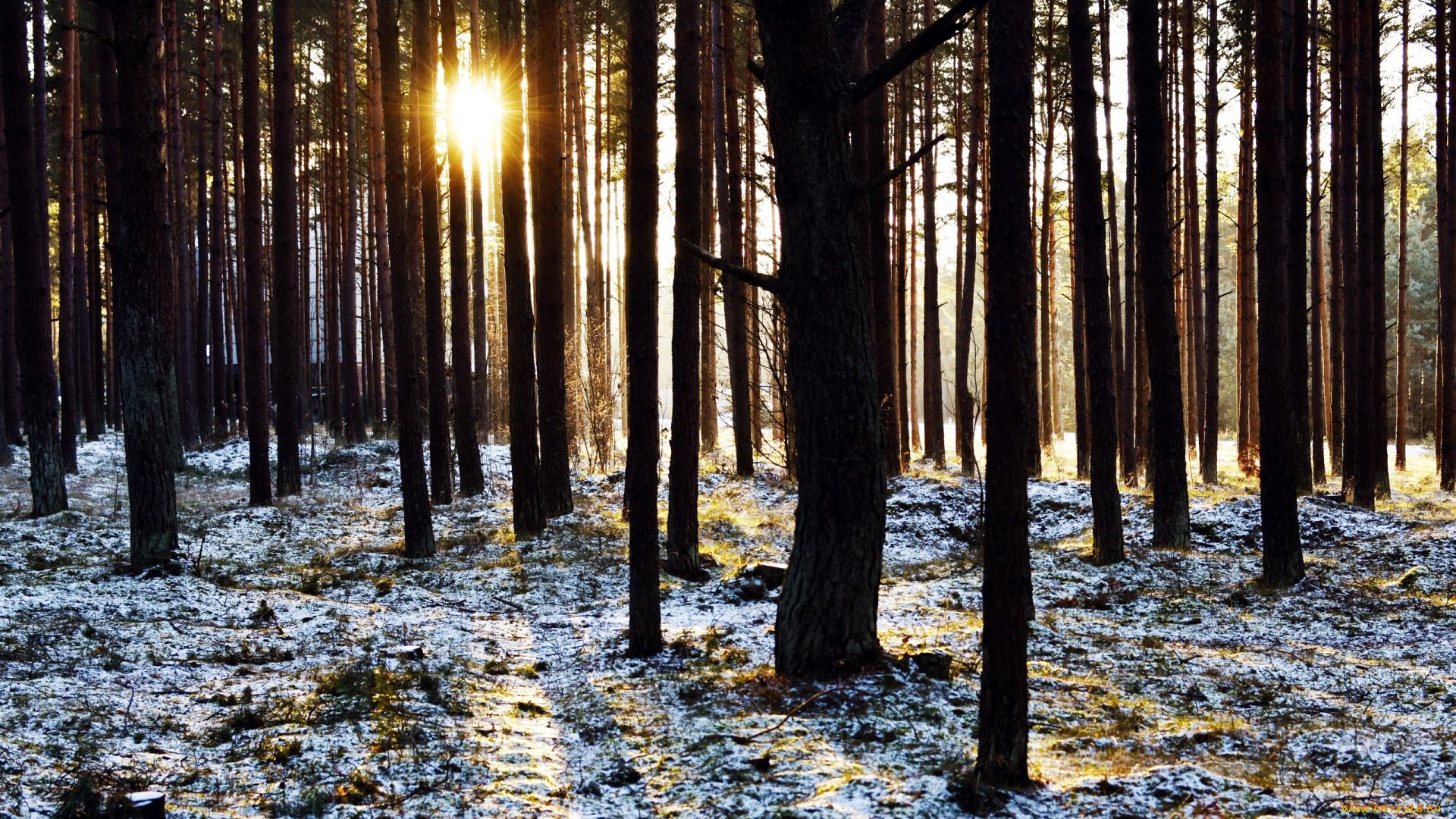 природа, лес, сосны