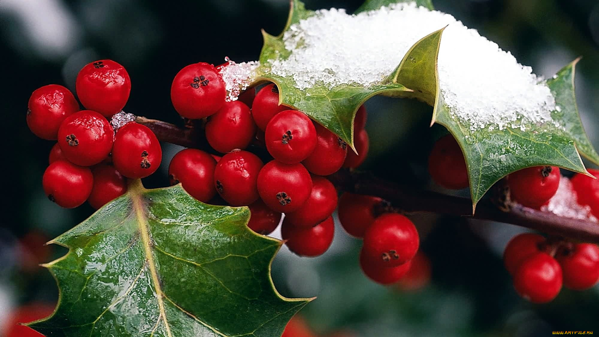 природа, Ягоды, остролист