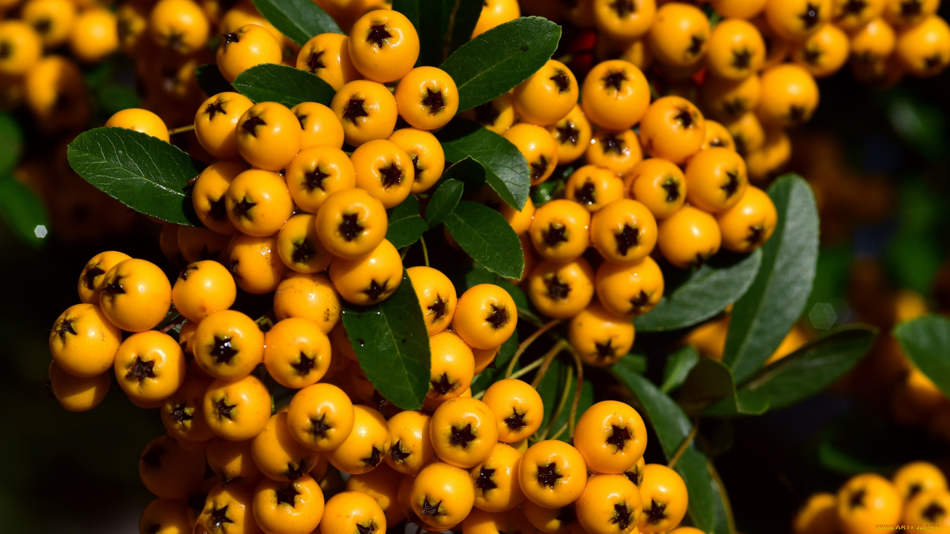 природа, Ягоды, желтые, ягоды