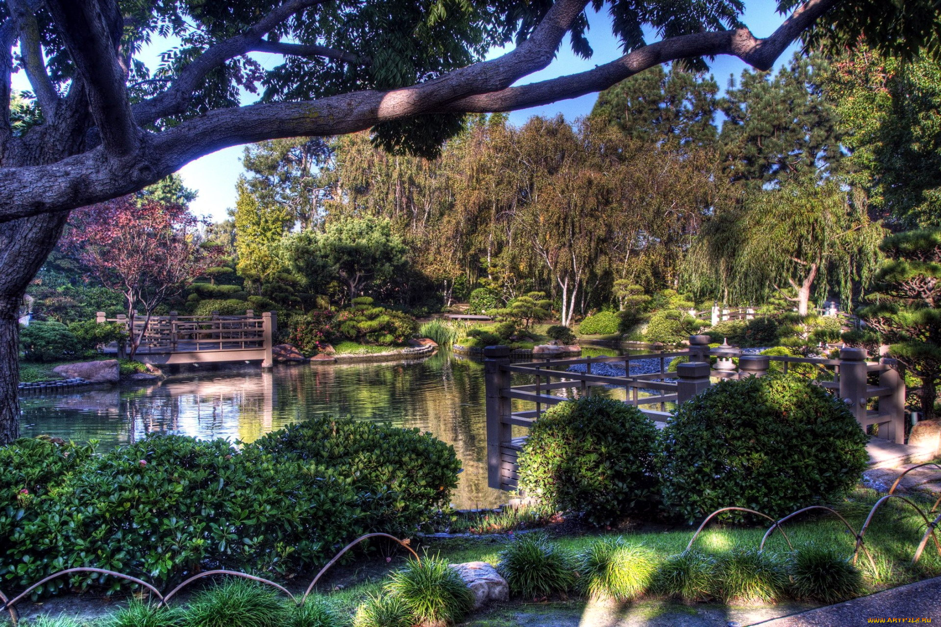 природа, парк, пруд, деревья