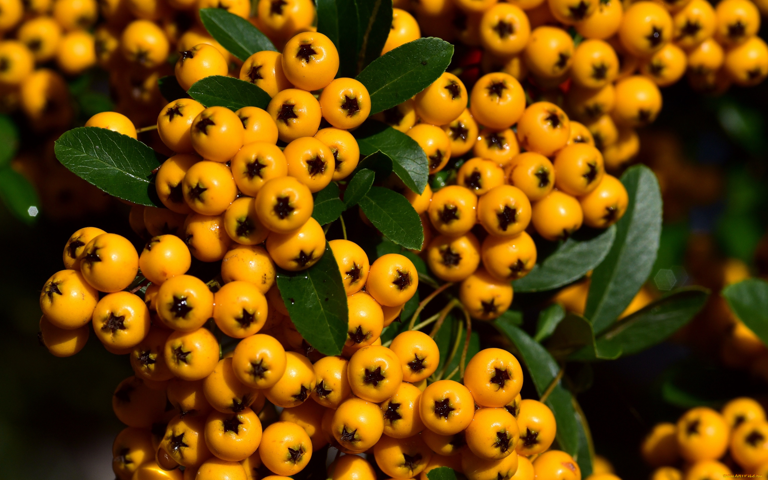 природа, Ягоды, желтые, ягоды