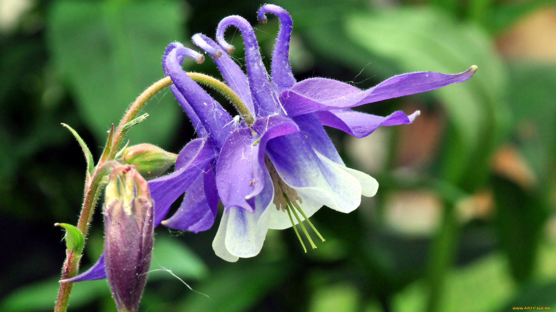 цветы, аквилегия, , водосбор