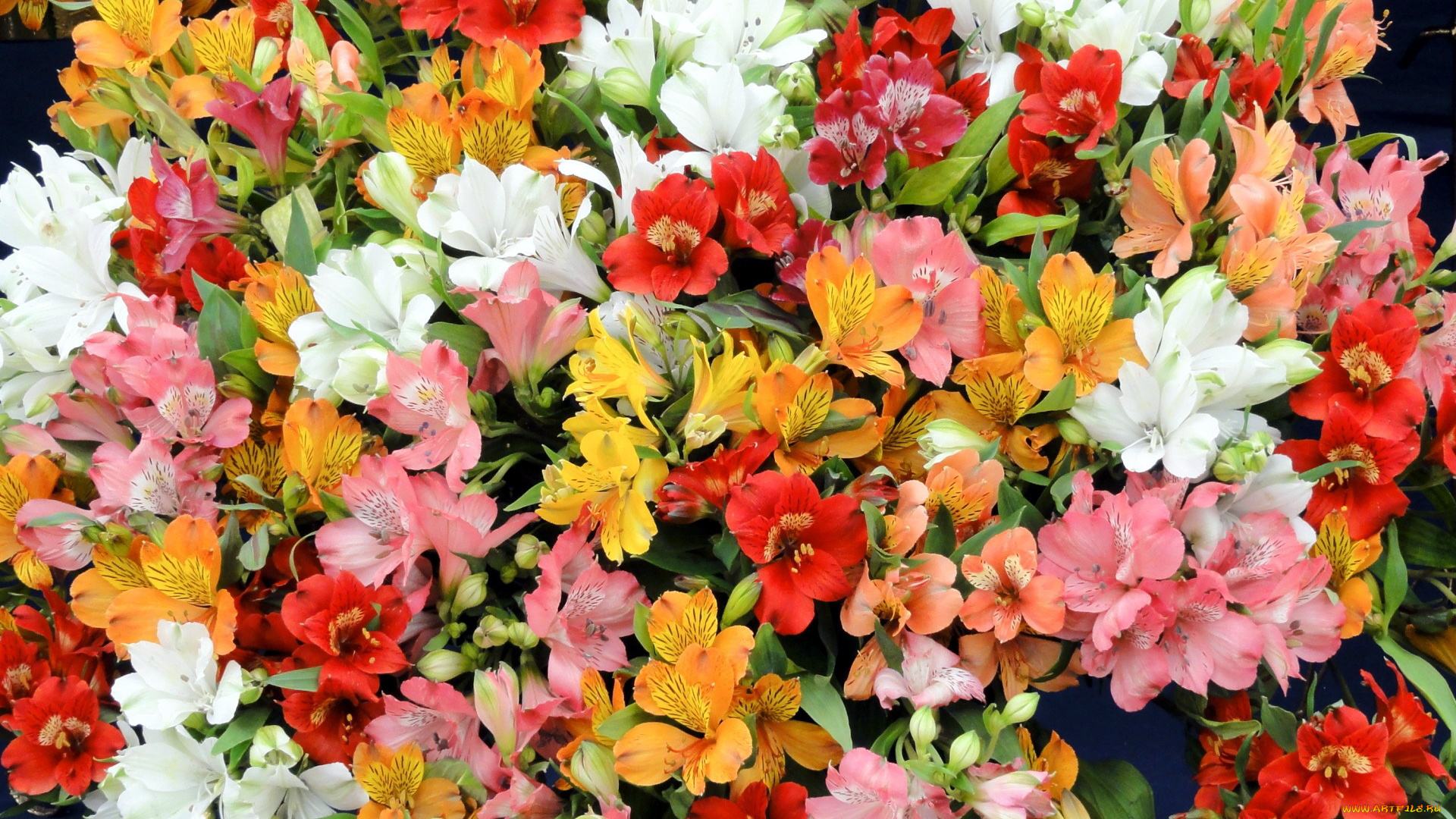 цветы, альстромерия, много