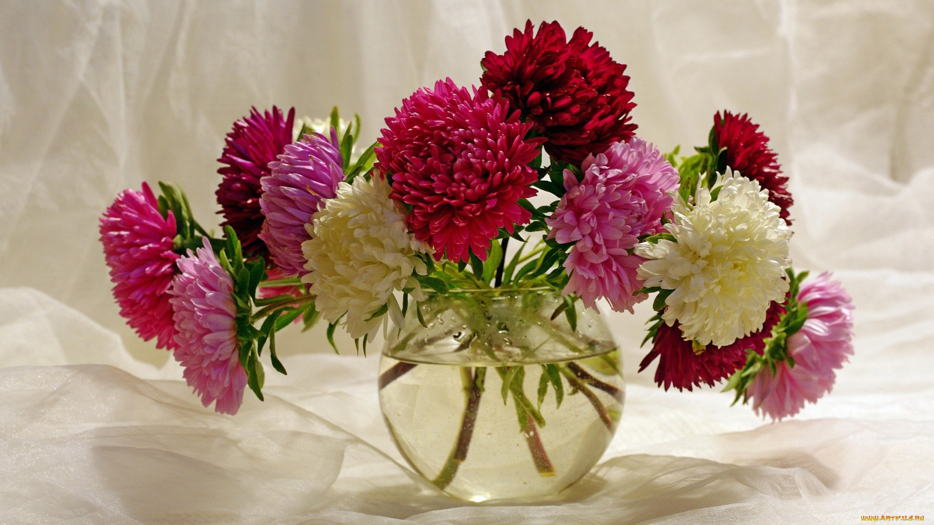 цветы, астры, букет