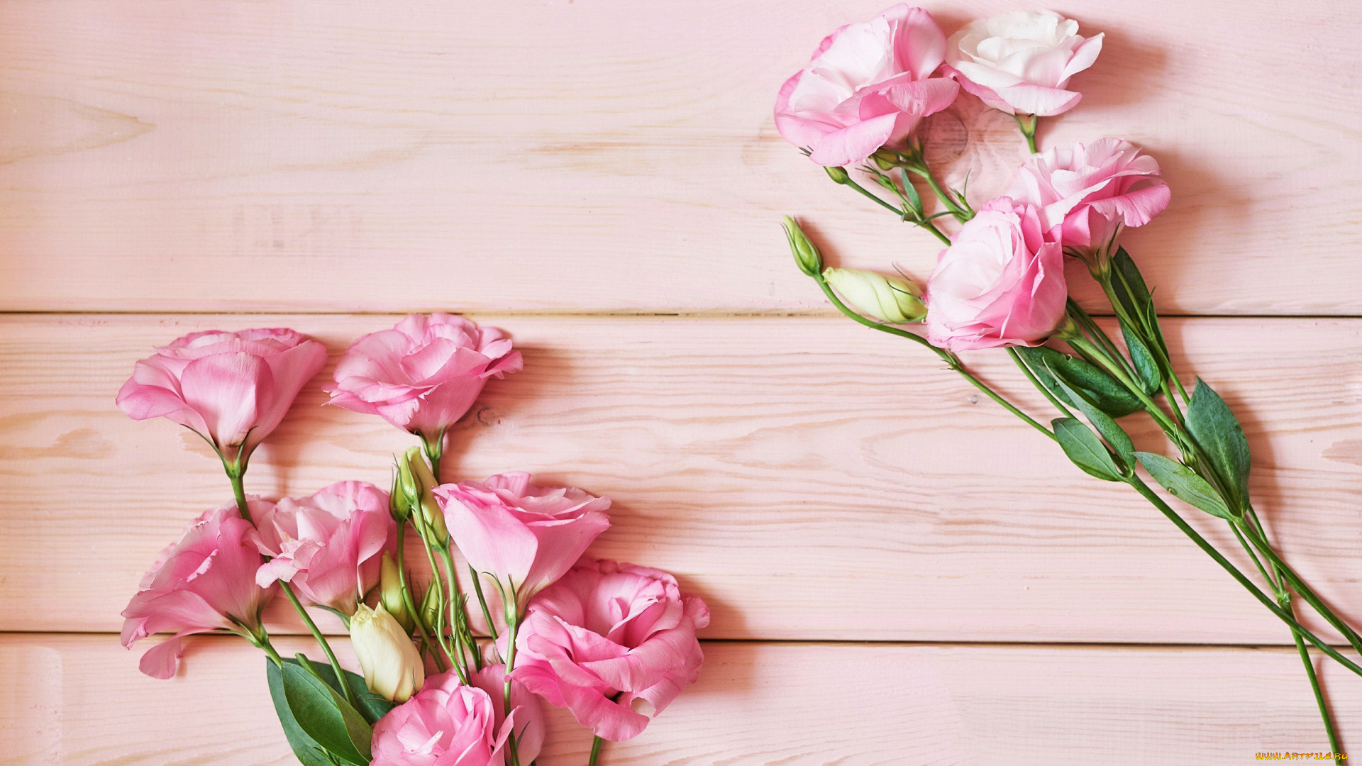 цветы, эустома, розовый