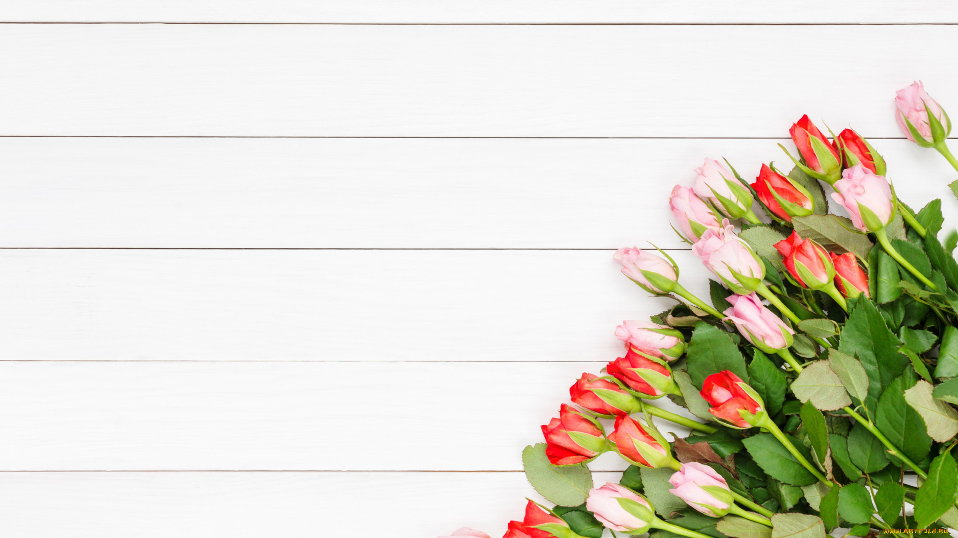 цветы, розы, бутоны