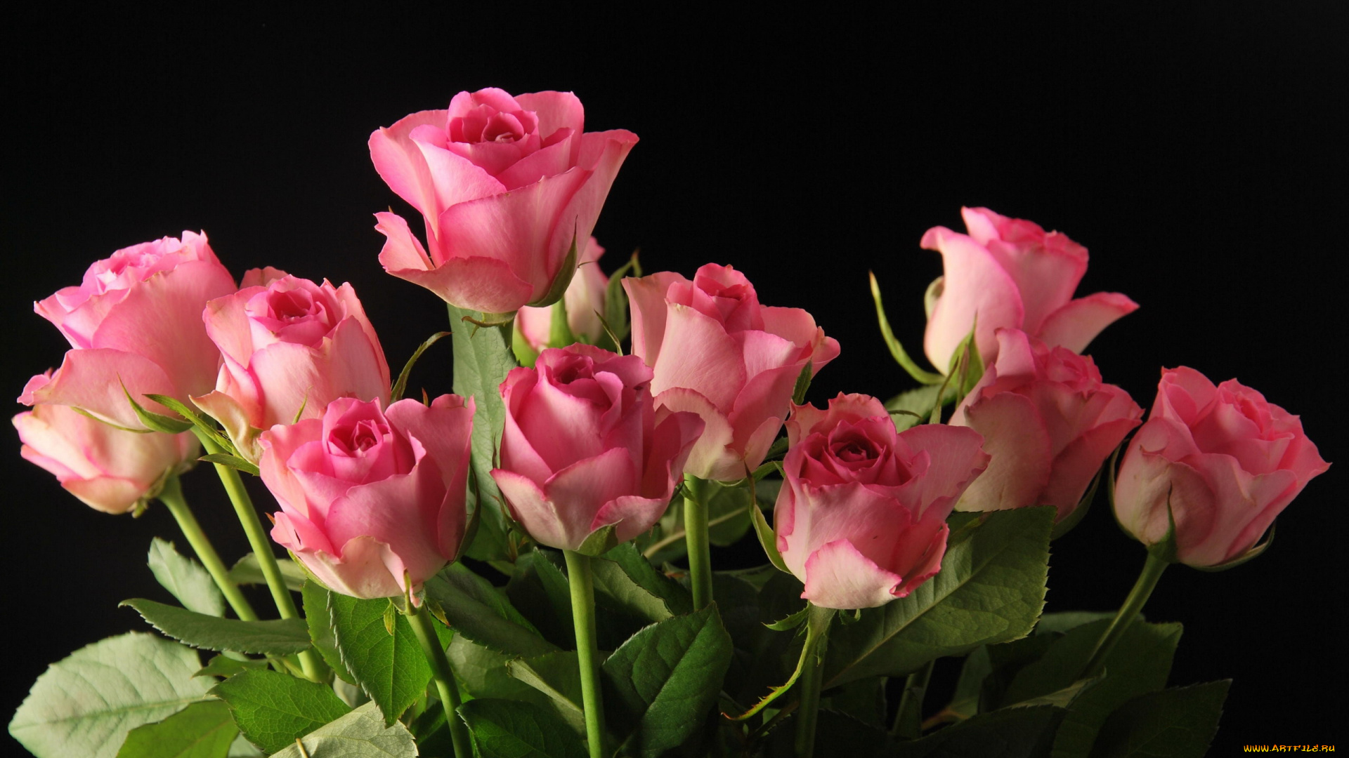 цветы, розы, бутоны