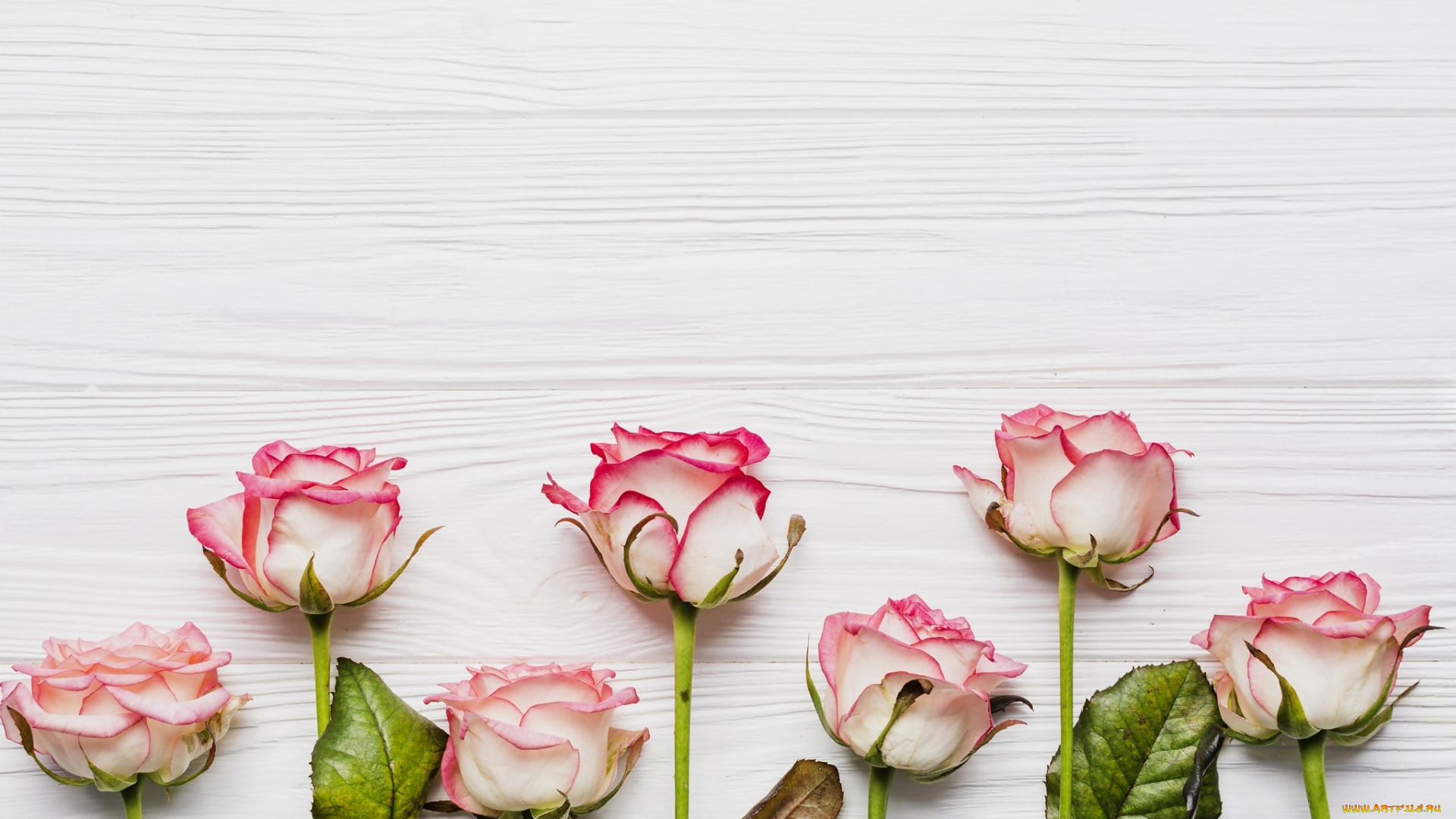 цветы, розы, бутоны