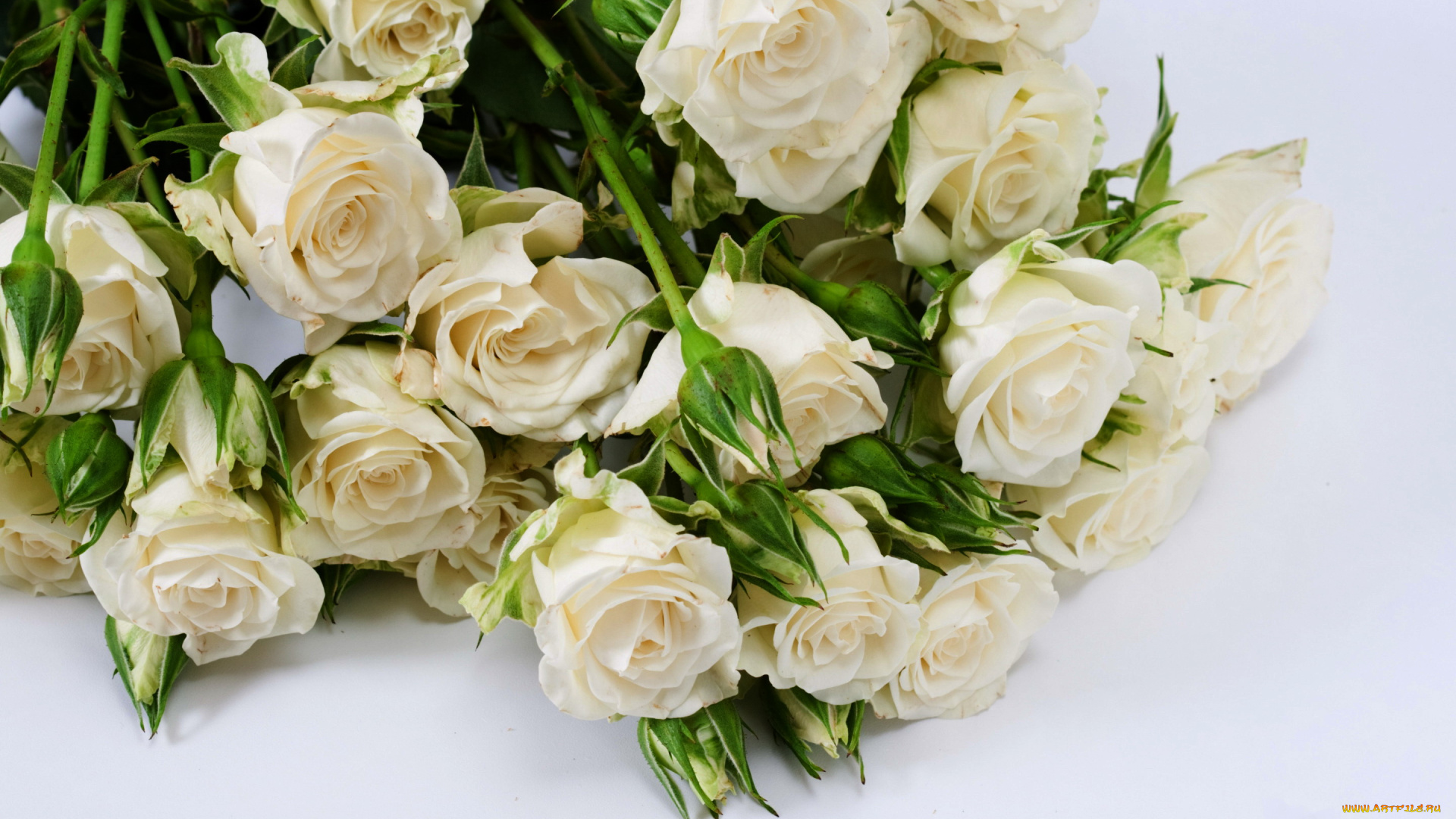 цветы, розы, бутоны