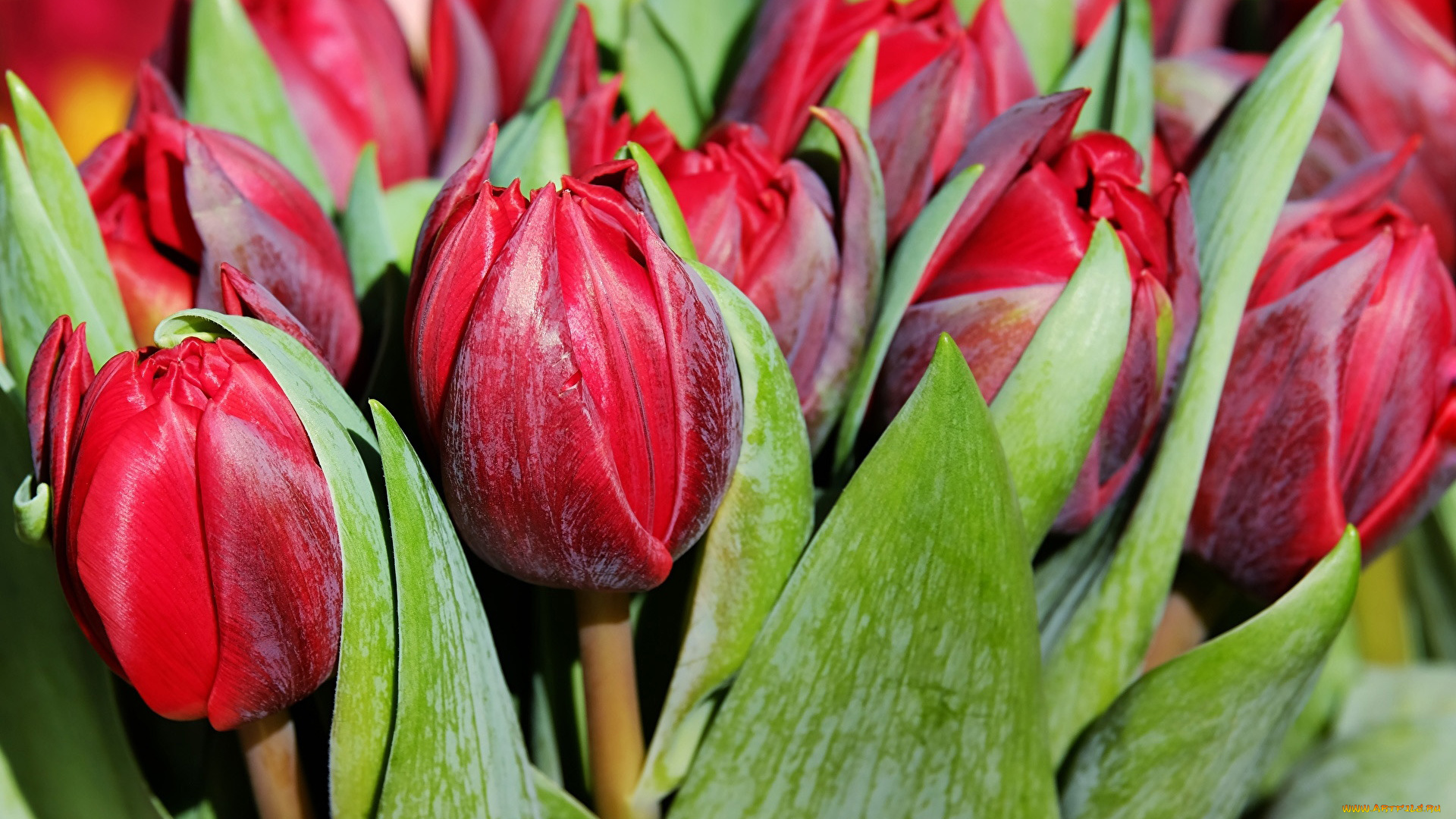 цветы, тюльпаны, бутоны