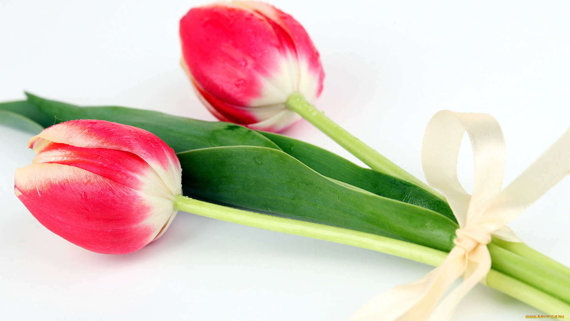 цветы, тюльпаны, бутоны