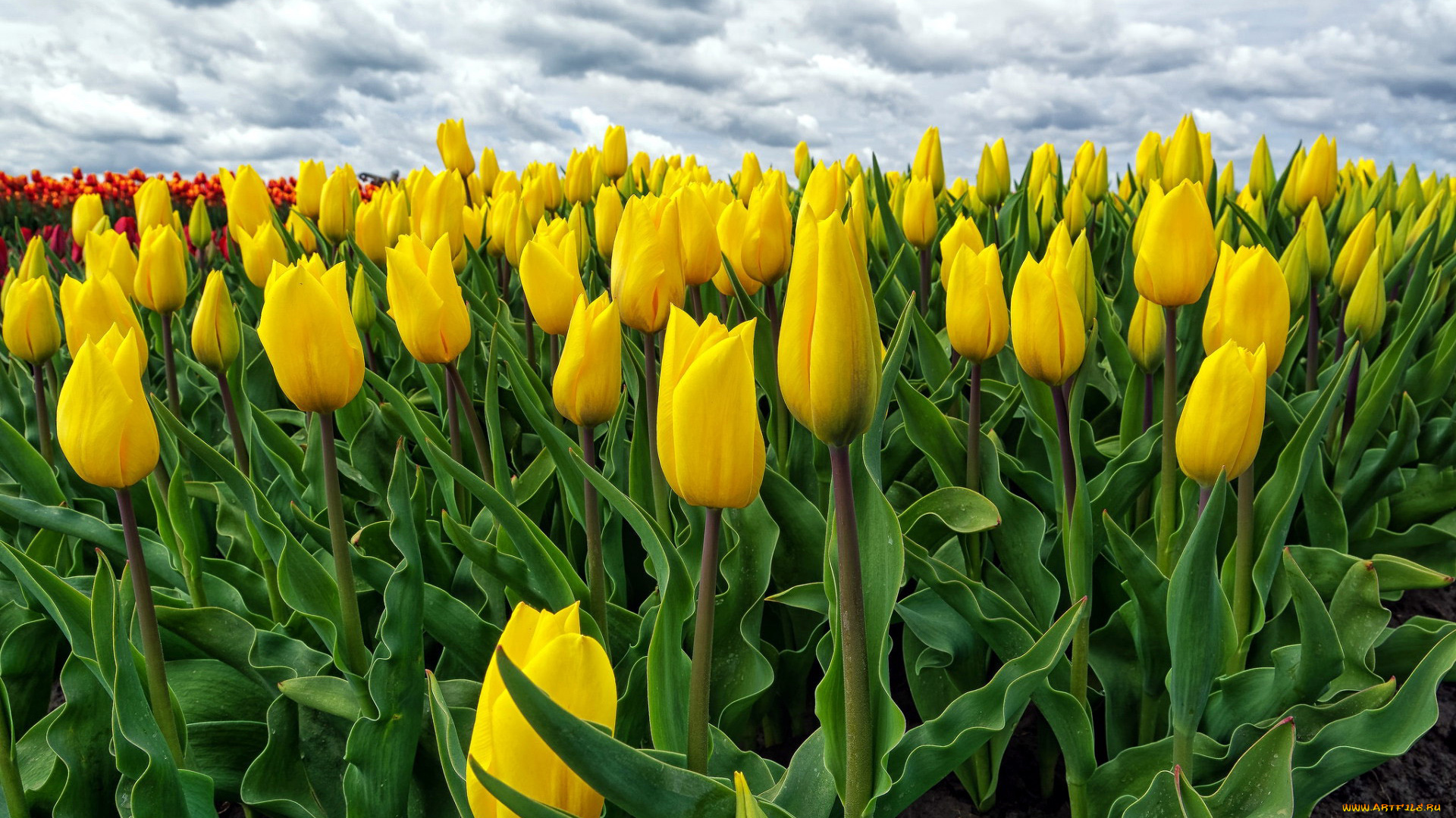 цветы, тюльпаны, бутоны