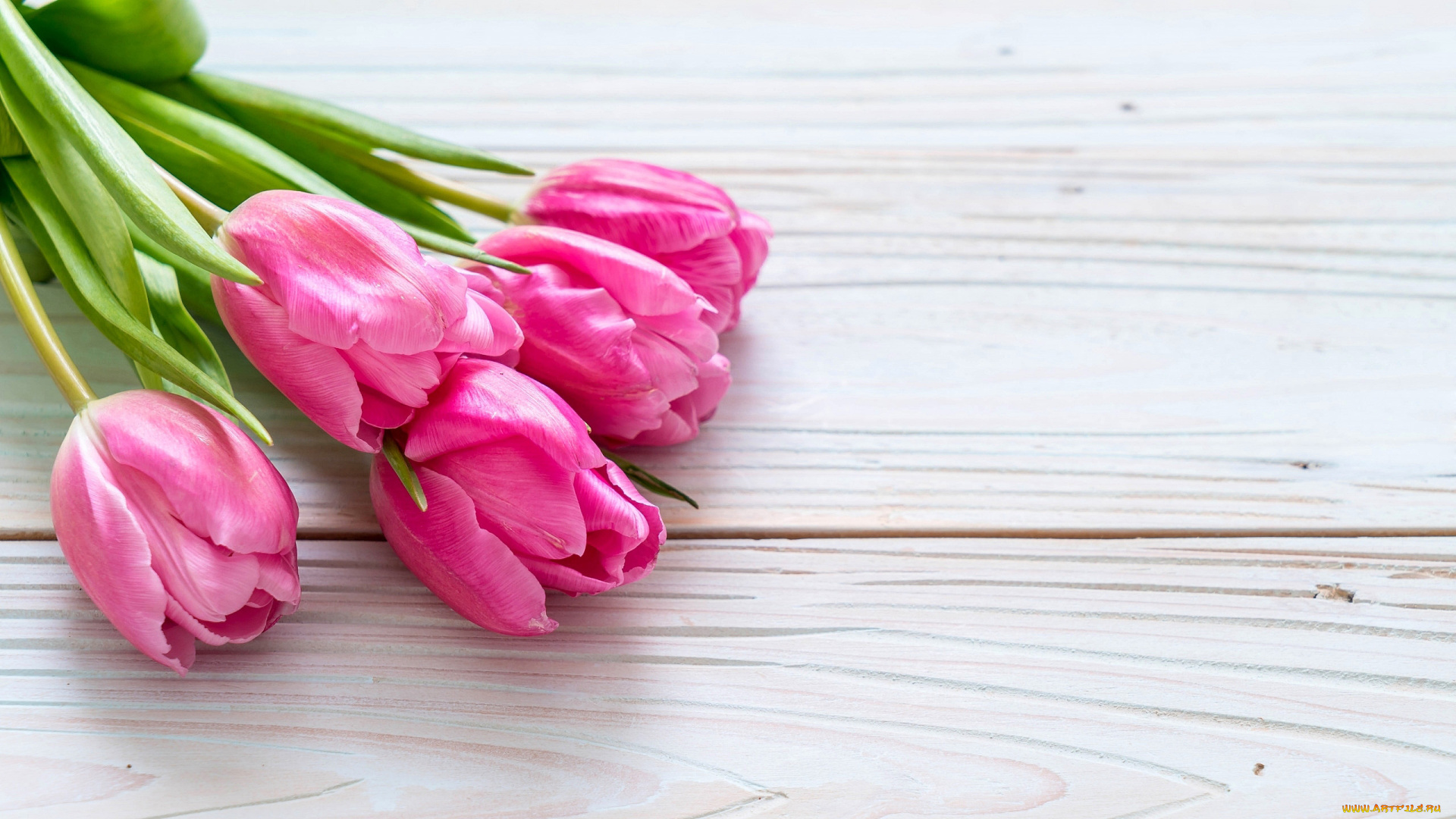 цветы, тюльпаны, бутоны