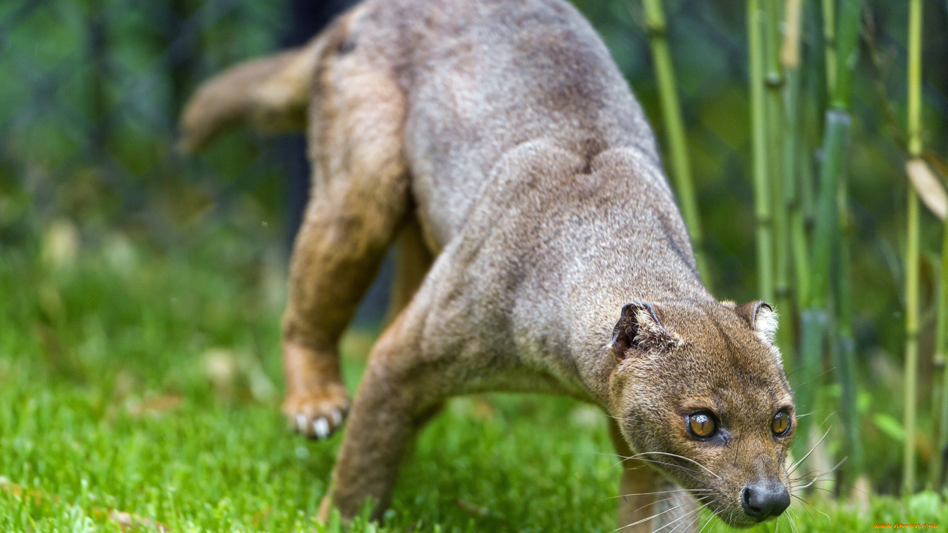 fossa, животные, фоссы, фосса, животное, хищник, виверровые, мадагаскар, красная, книга, млекопитающее