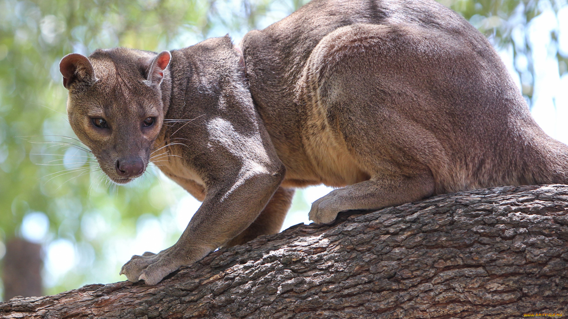 fossa, животные, фоссы, фосса, животное, хищник, виверровые, мадагаскар, красная, книга, млекопитающее