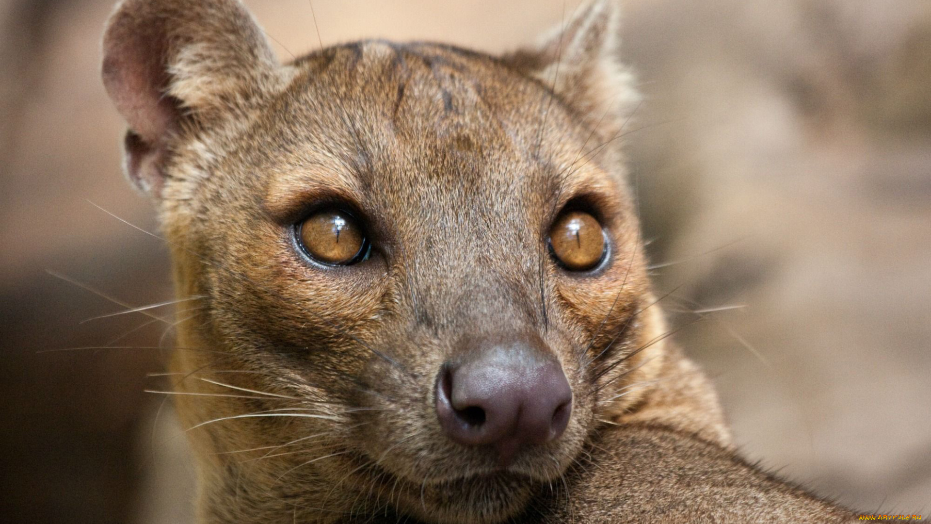 fossa, животные, фоссы, фосса, животное, хищник, виверровые, мадагаскар, красная, книга, млекопитающее