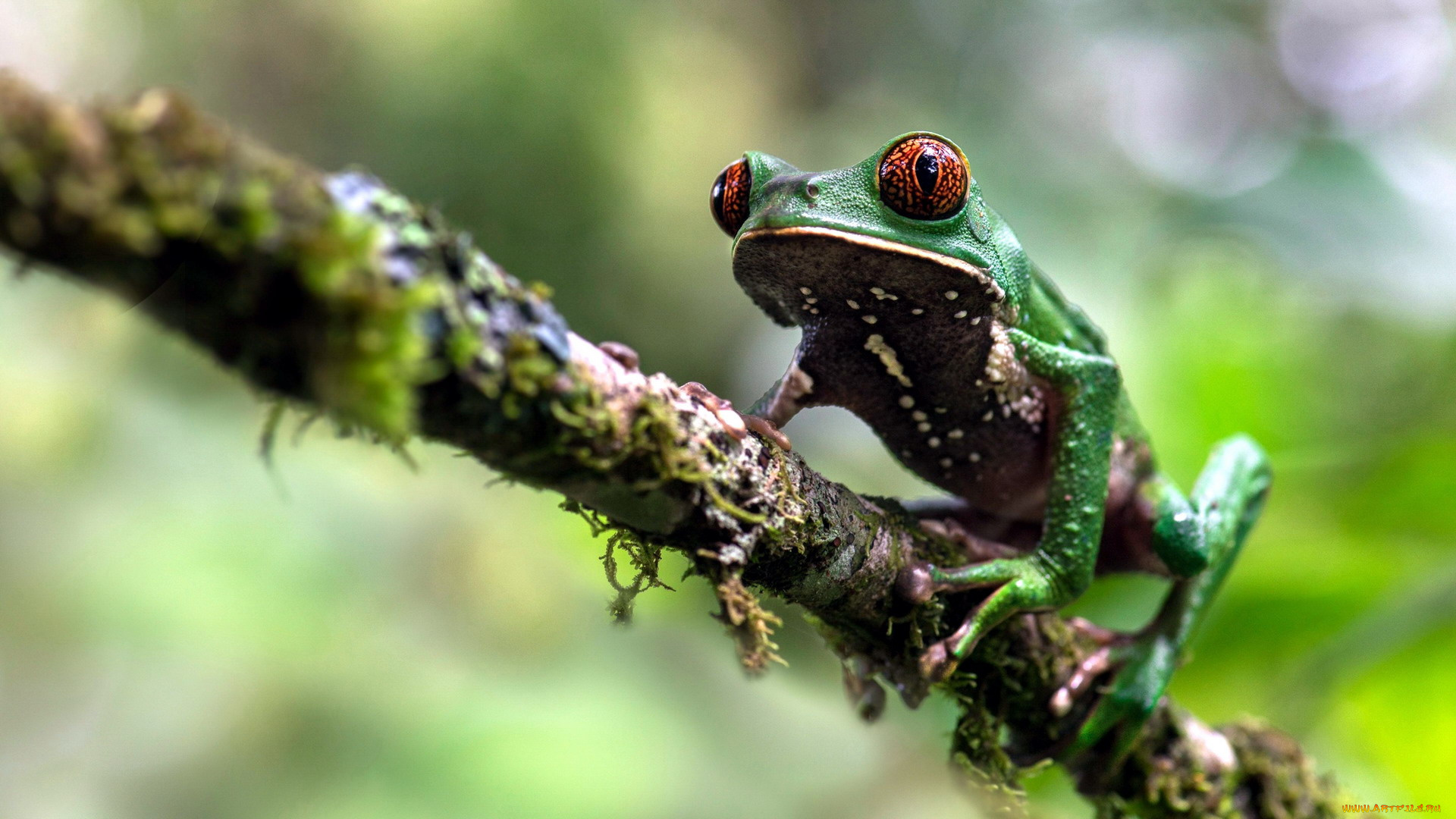 животные, лягушки, древесная, лягушка, коряга, мох