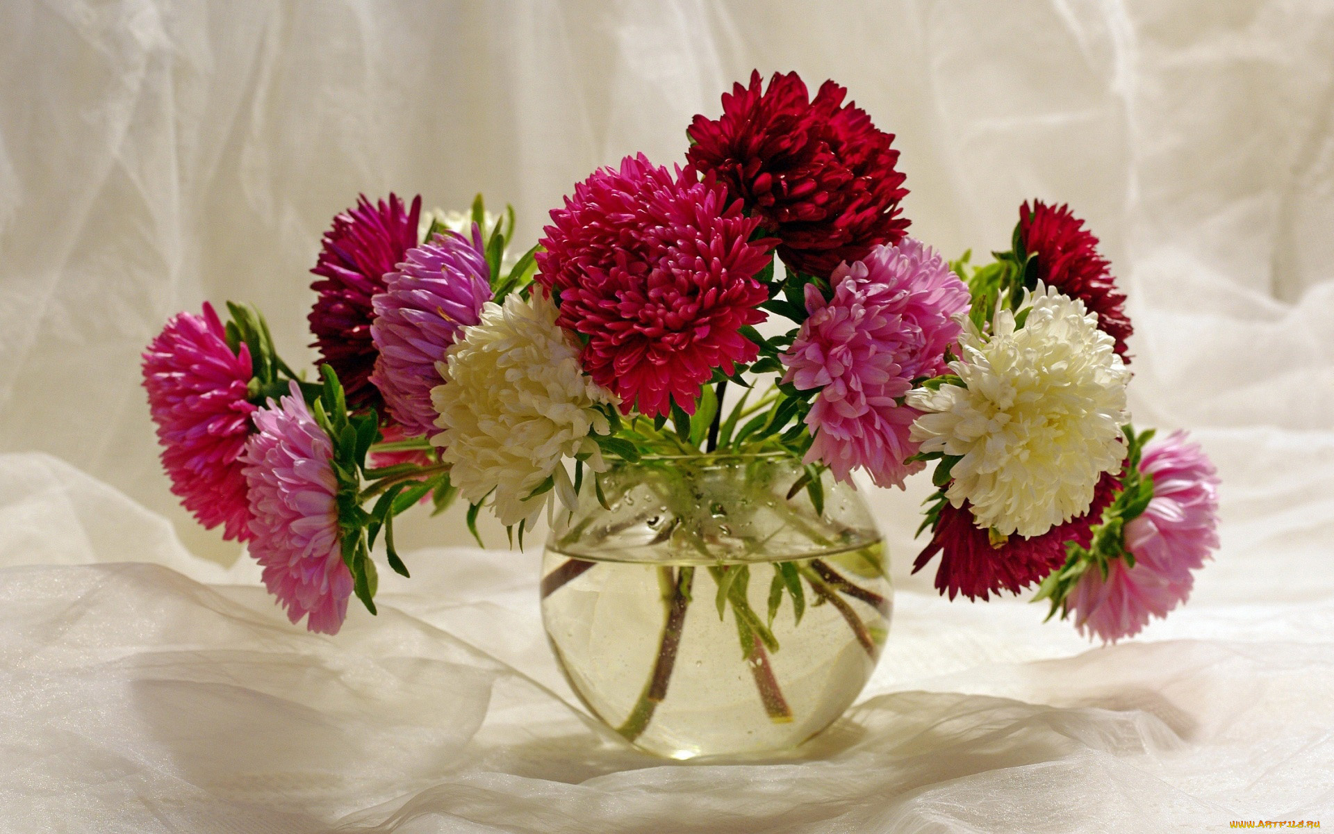 цветы, астры, букет