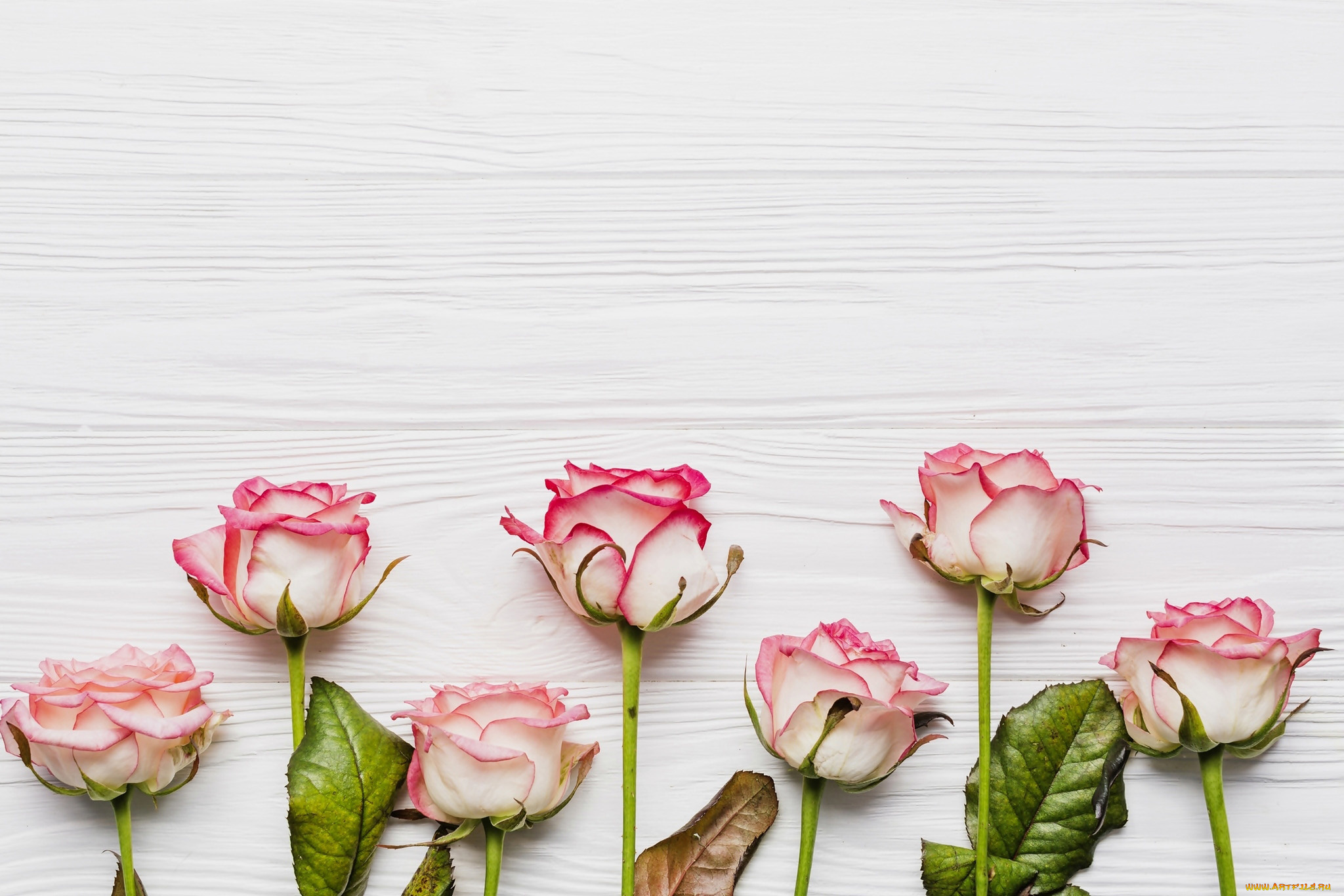 цветы, розы, бутоны