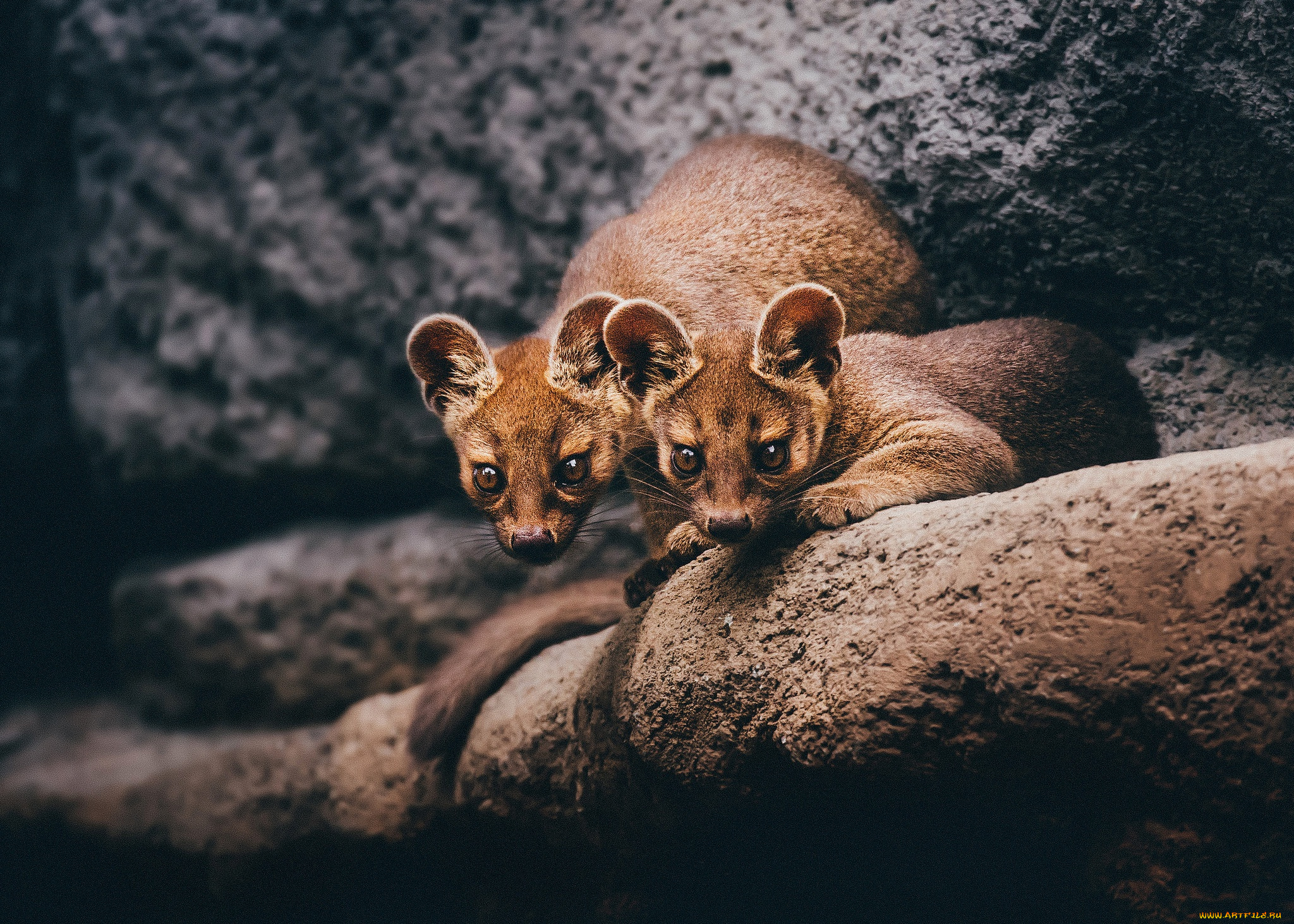 fossa, животные, фоссы, фосса, животное, хищник, виверровые, мадагаскар, красная, книга, млекопитающее