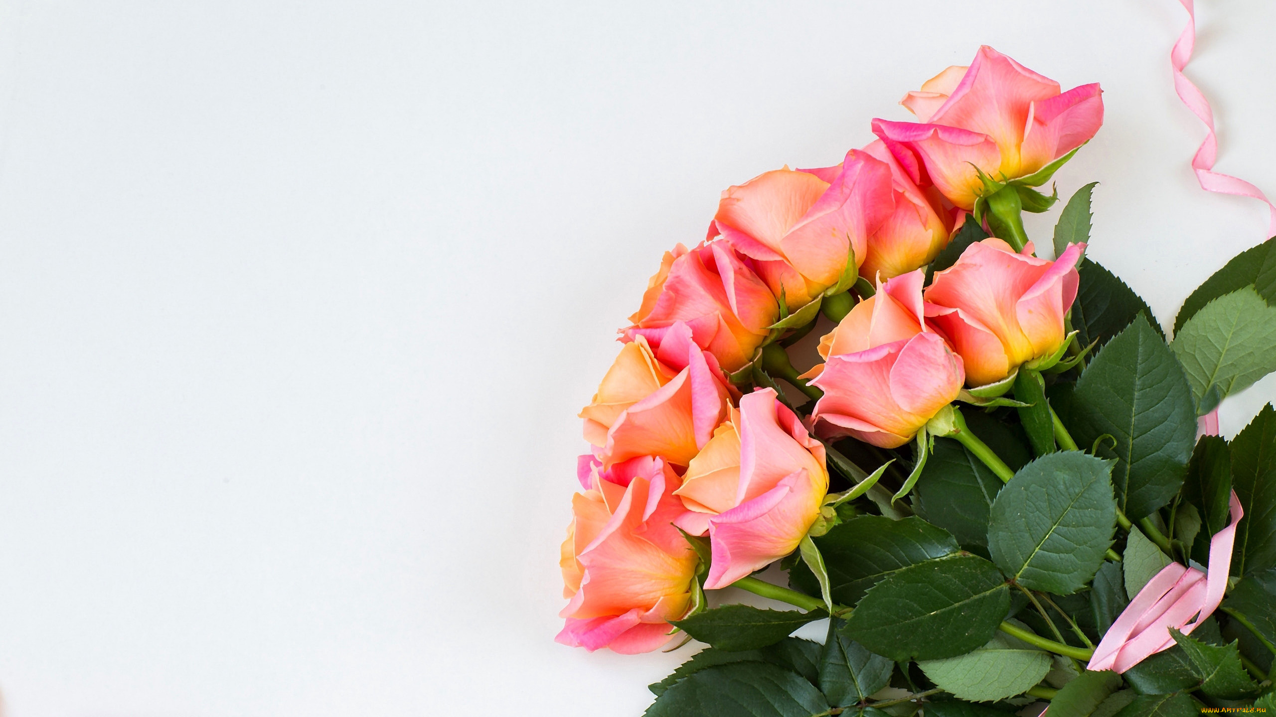 цветы, розы, бутоны