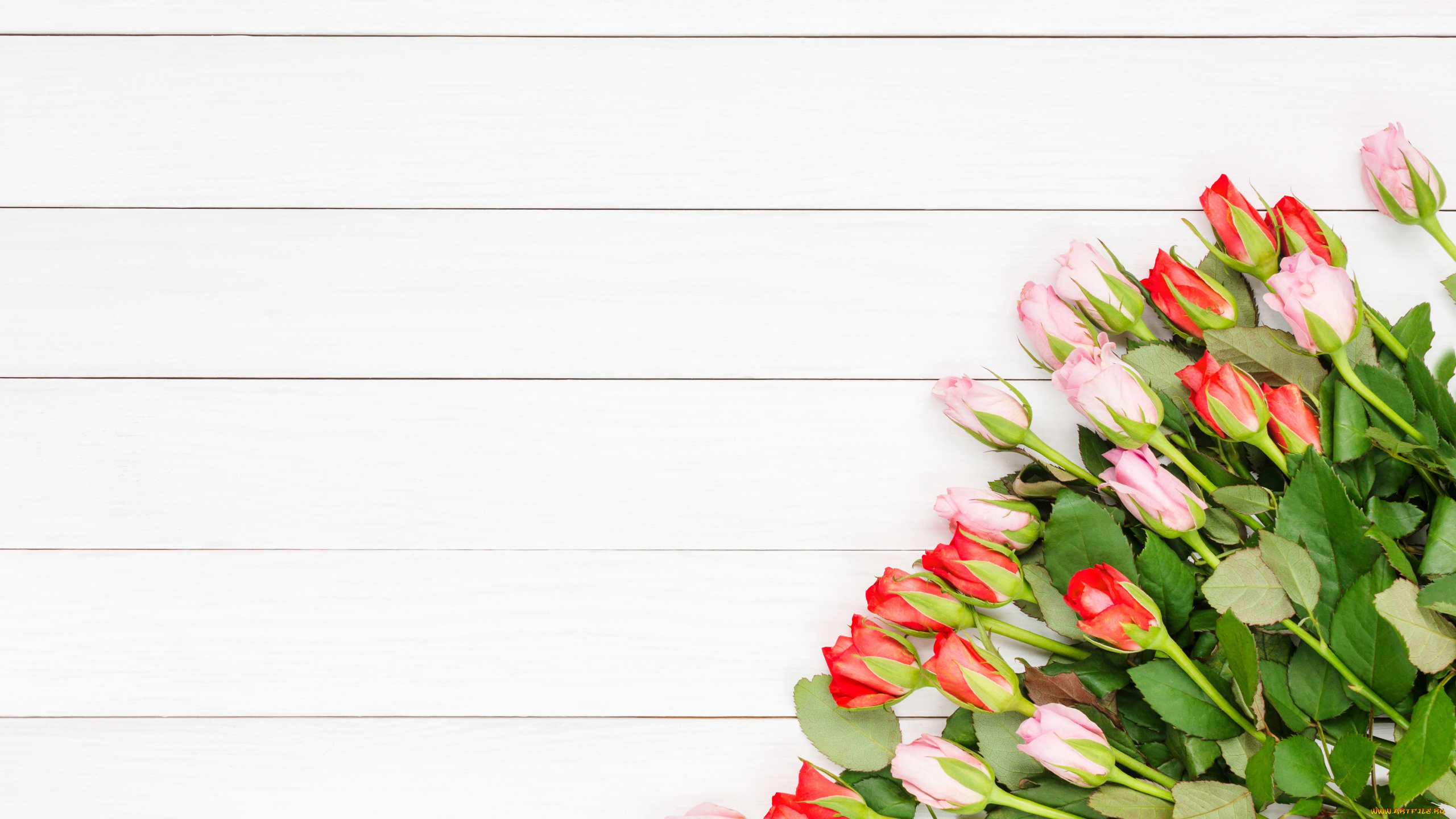 цветы, розы, бутоны