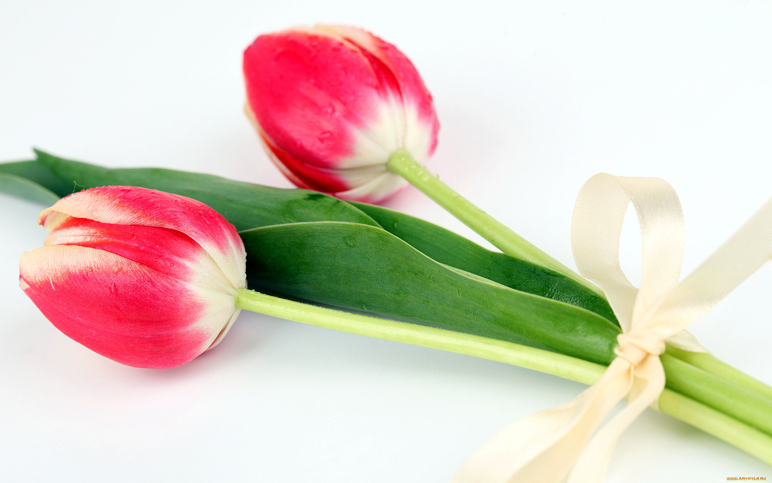 цветы, тюльпаны, бутоны