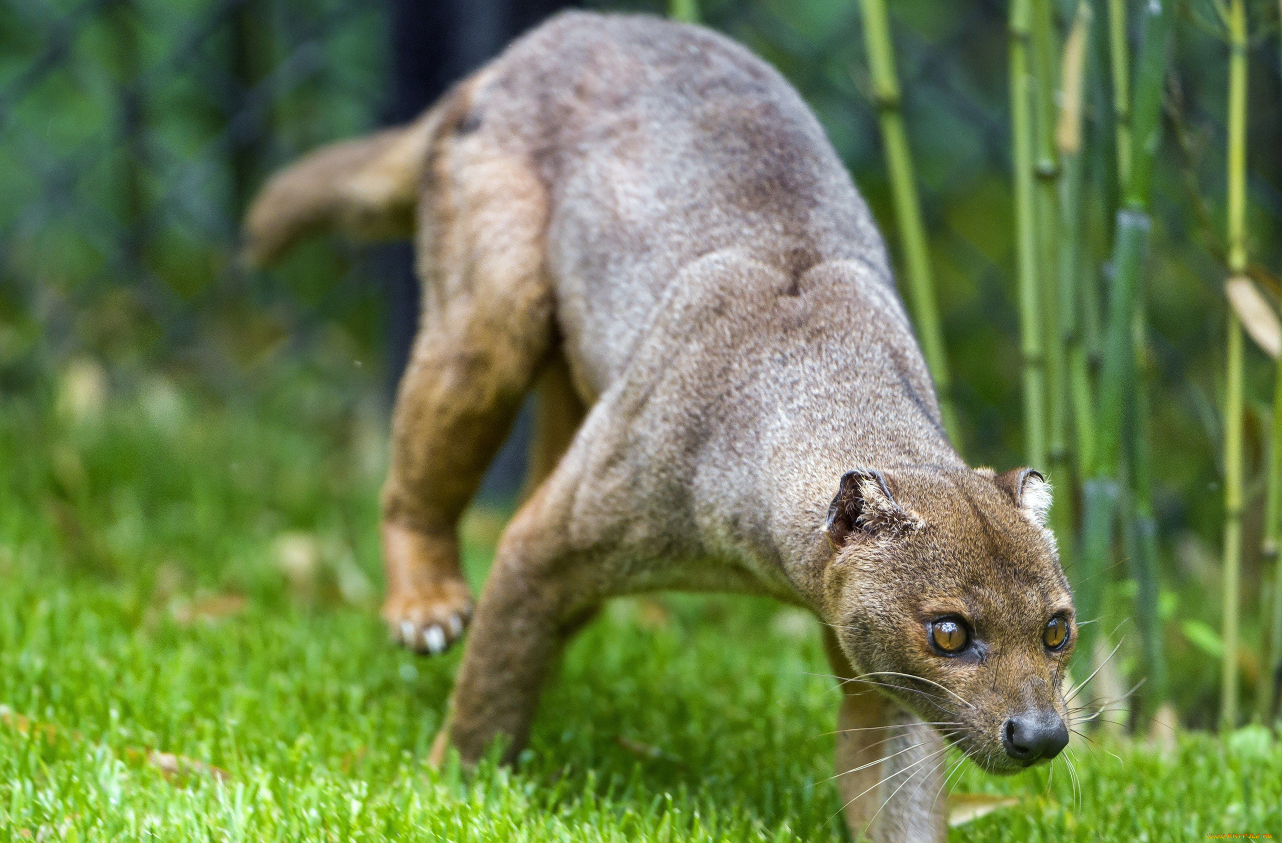fossa, животные, фоссы, фосса, животное, хищник, виверровые, мадагаскар, красная, книга, млекопитающее