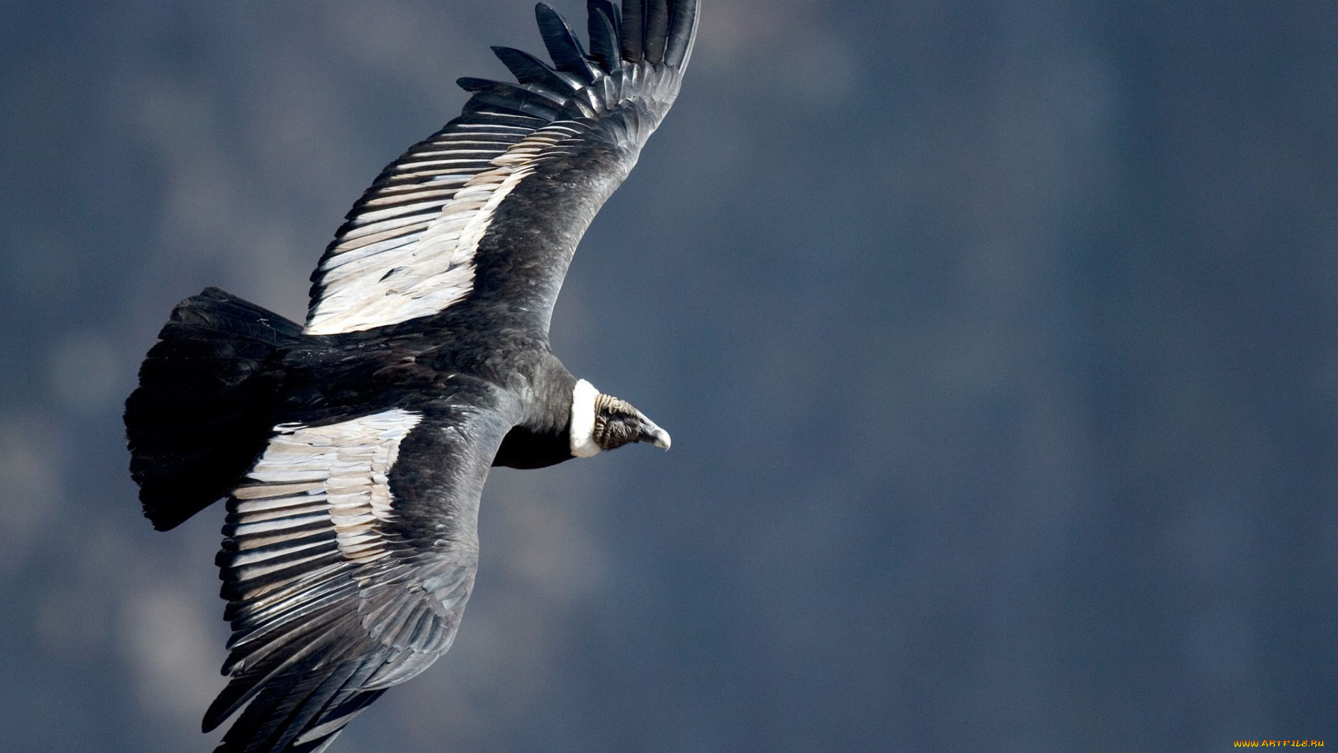 андский, кондор, животные, птицы, -, хищники, андский, кондор, ястребообразные, американские, грифы, птица, хищник, падальщик, перья, крылья, полёт, когти, клюв