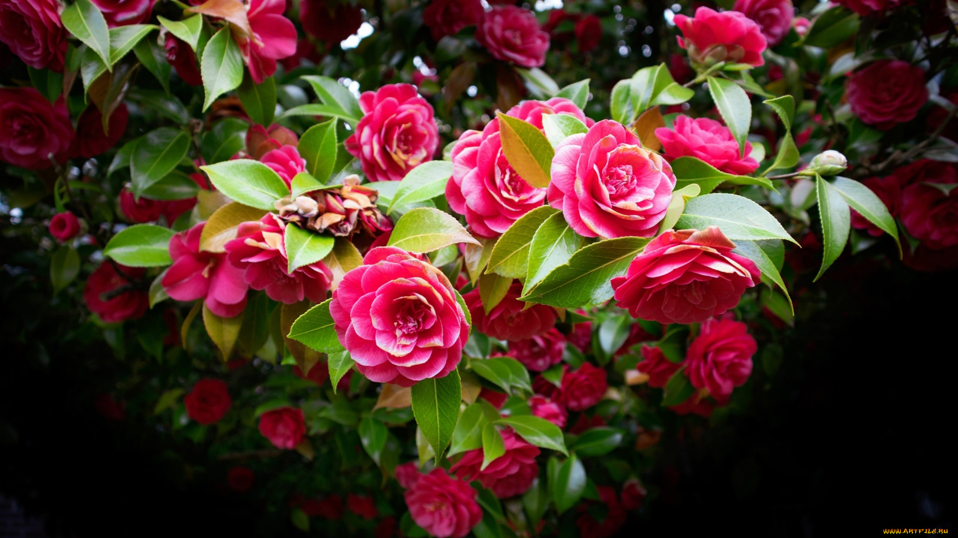 цветы, камелии, куст, камелия, розовая