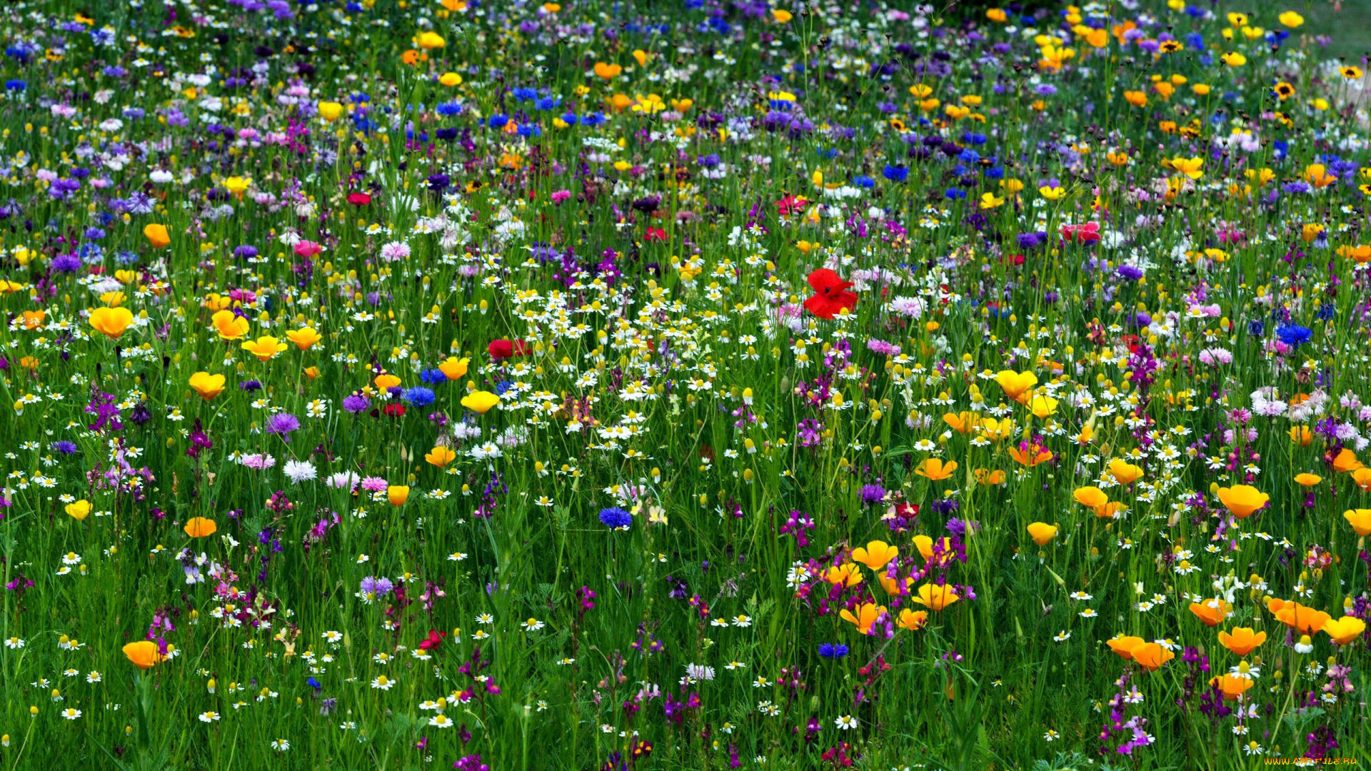 цветы, луговые, , полевые, , цветы, ромашки, васильки, эшшольция