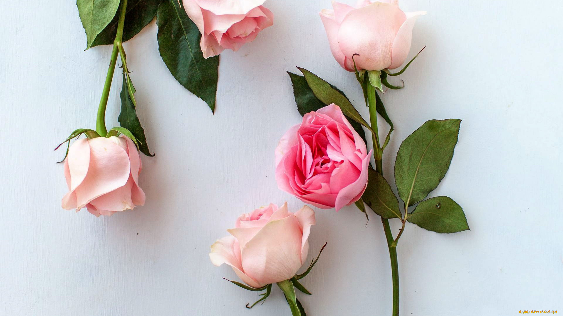 цветы, розы, розовые, бутоны