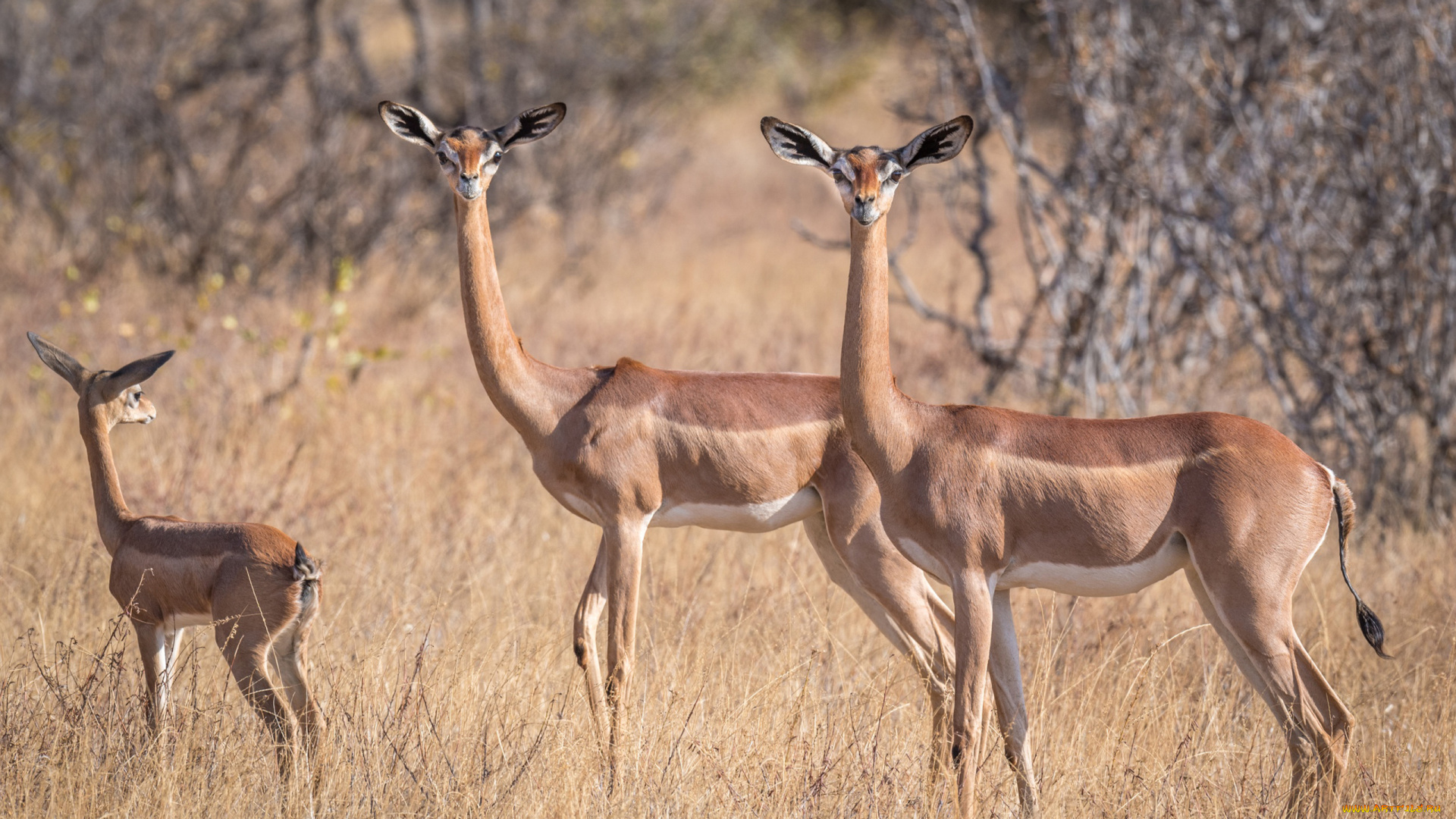 gerenuk, животные, антилопы, гаренук, антилопа, китопарнокопытные, полорогие, млекопитающие, гаренуки