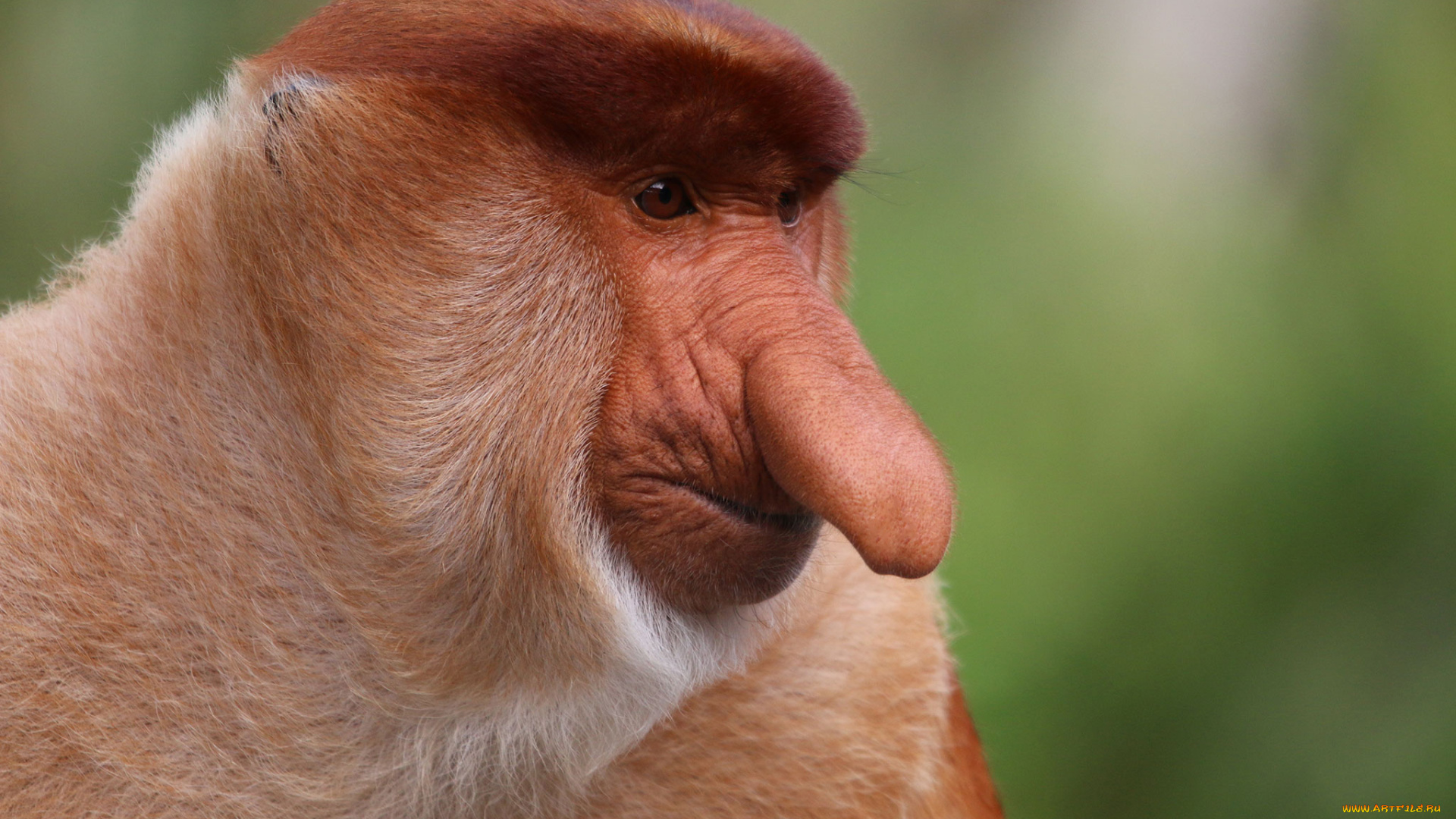носач, животные, обезьяны, обезьяна, приматы, мартышковые, млекопитающие