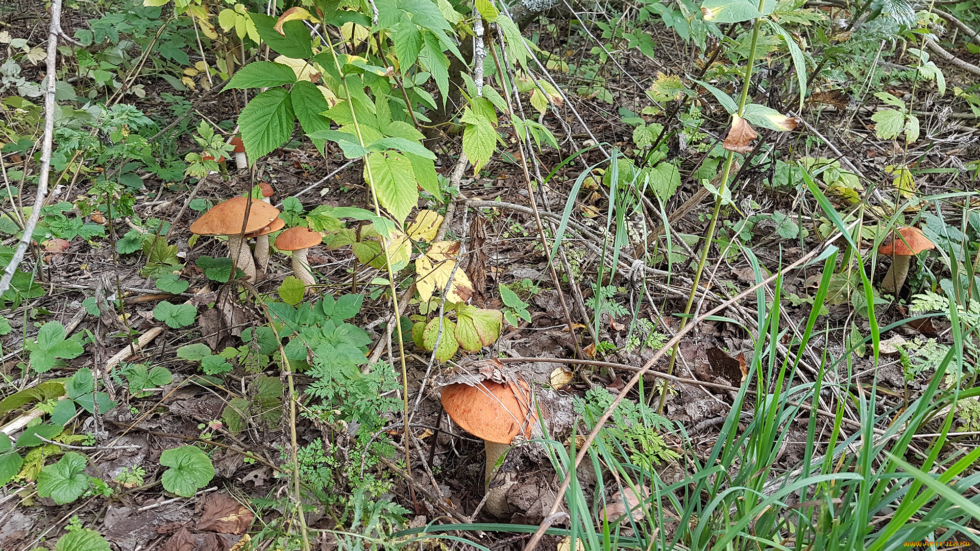 природа, грибы, подосиновики, семья, поляна, трава, лес, кусты