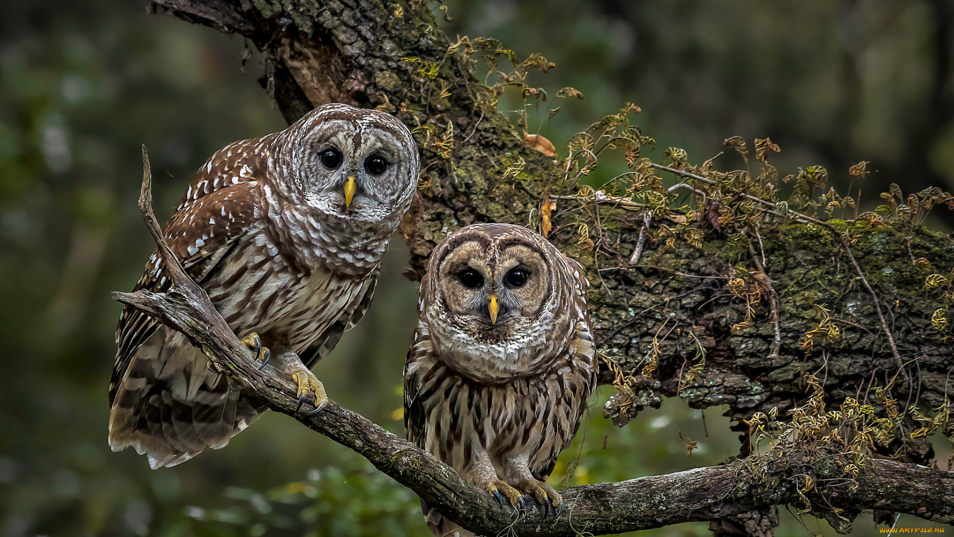 пёстрая, неясыть, животные, совы, пёстрая, неясыть, птица, хищник, неясыти, совиные, совообразные, перья, клюв, когти