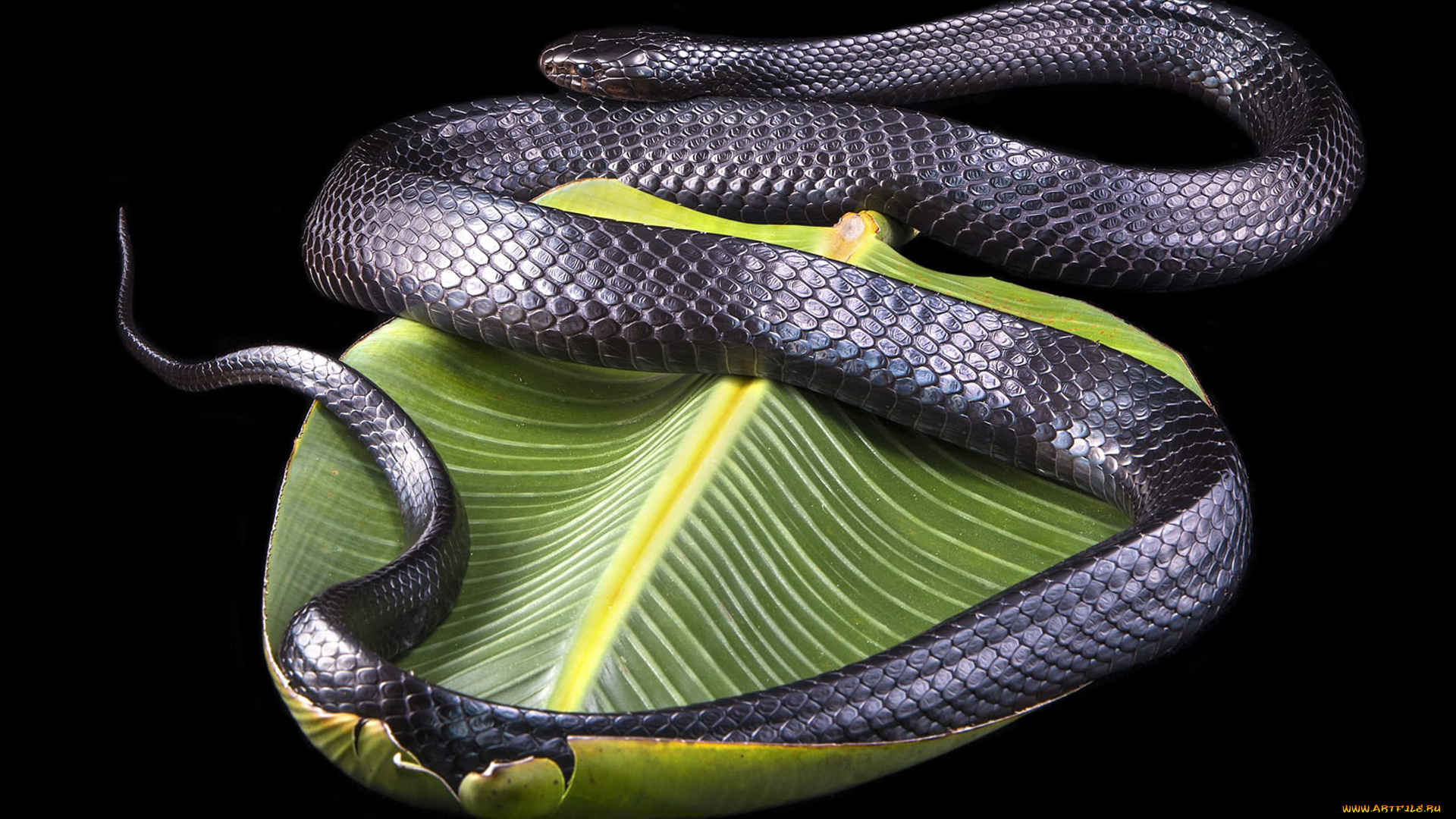 животные, змеи, , питоны, , кобры, змея, пресмыкающиеся, чешуйчатые, хордовые