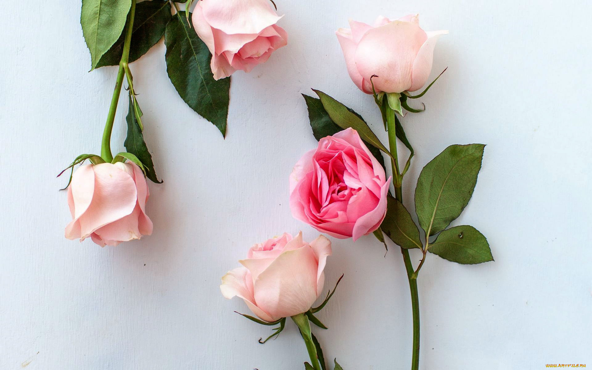 цветы, розы, розовые, бутоны