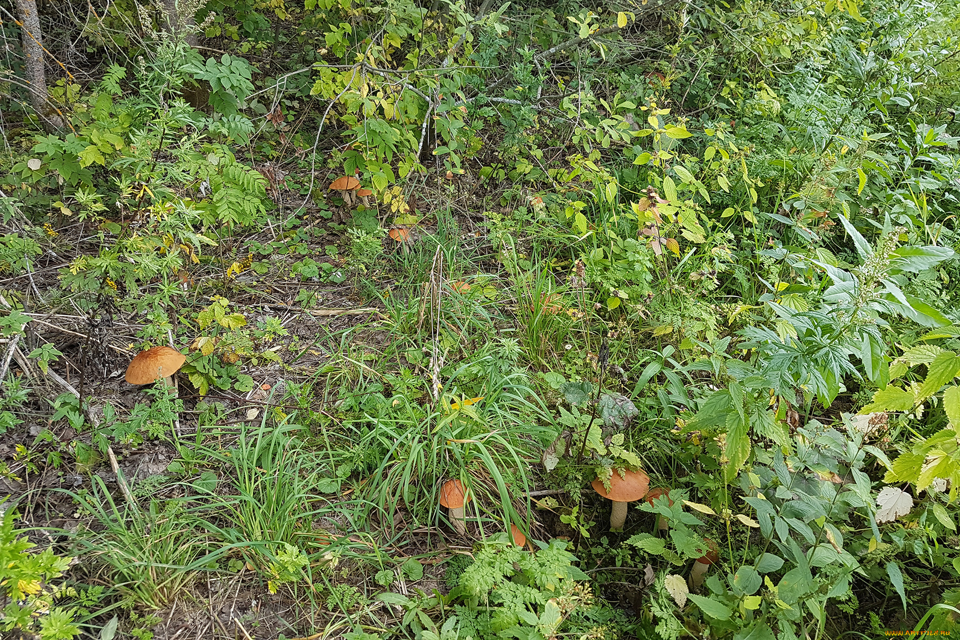 природа, грибы, подосиновики, семья, поляна, трава, лес, кусты
