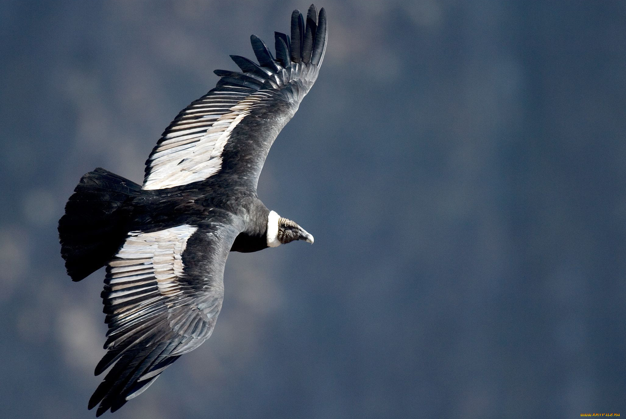 андский, кондор, животные, птицы, -, хищники, андский, кондор, ястребообразные, американские, грифы, птица, хищник, падальщик, перья, крылья, полёт, когти, клюв