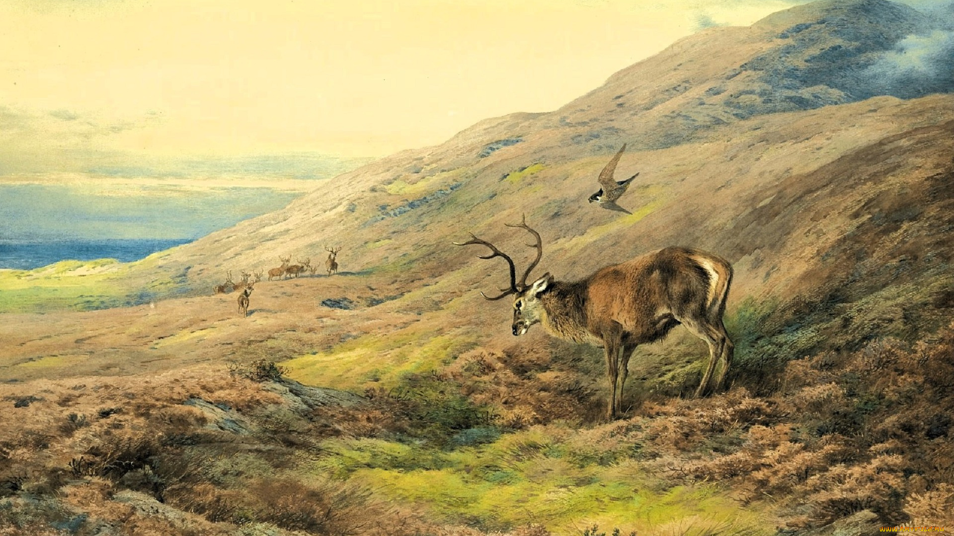 рисованное, archibald, thorburn, олени, сокол, горы