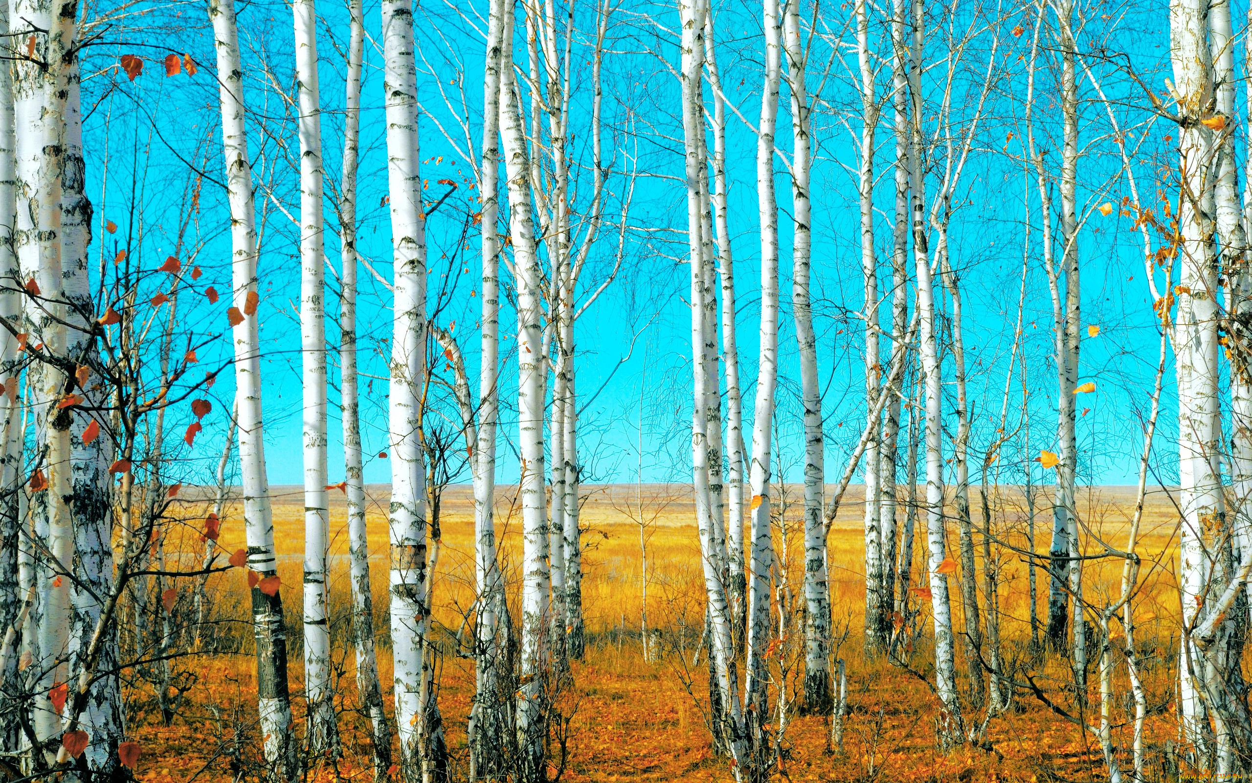 природа, деревья, листья, осень, березы, лес