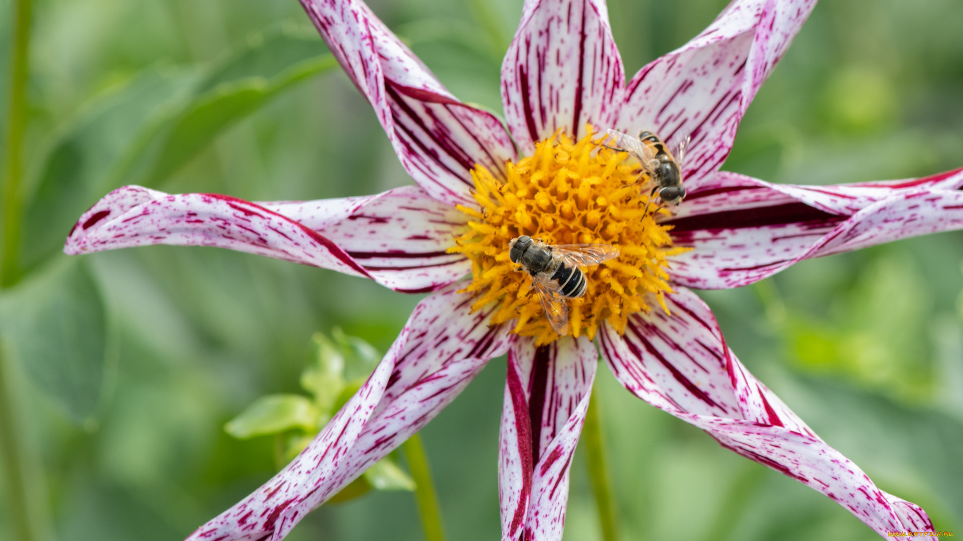 цветы, георгины, цветок