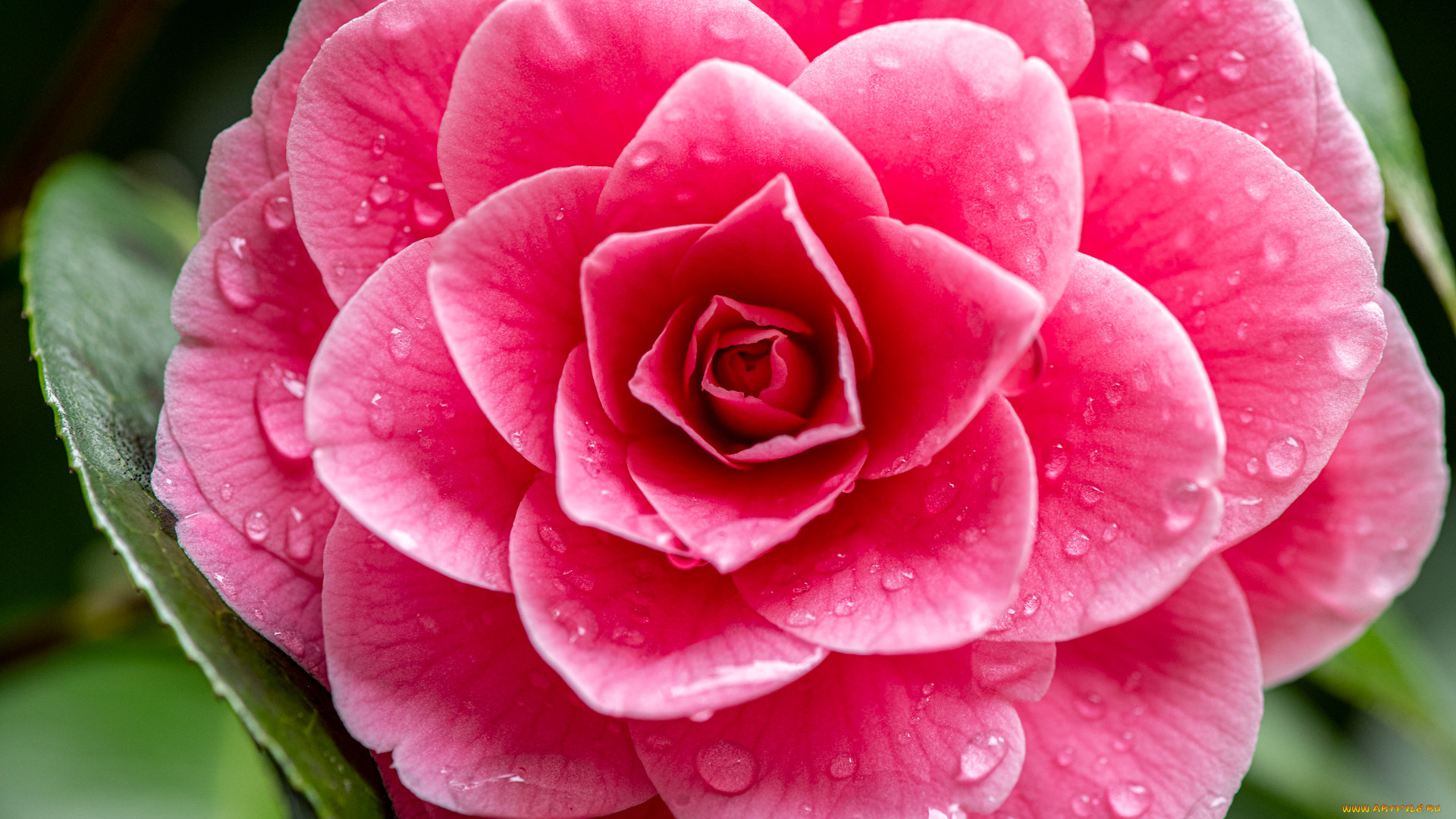 цветы, камелии, цветок