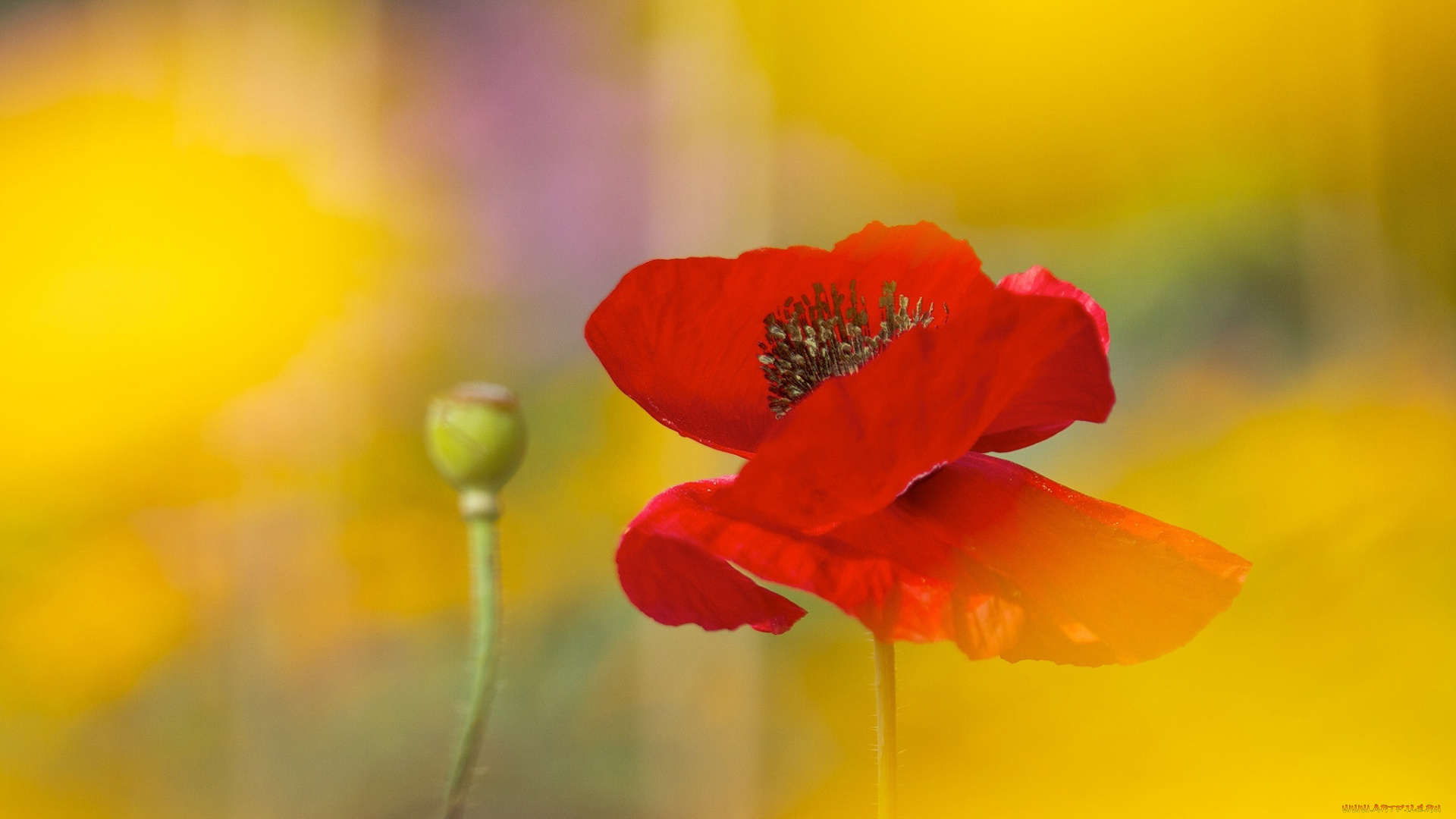 цветы, маки, цветок
