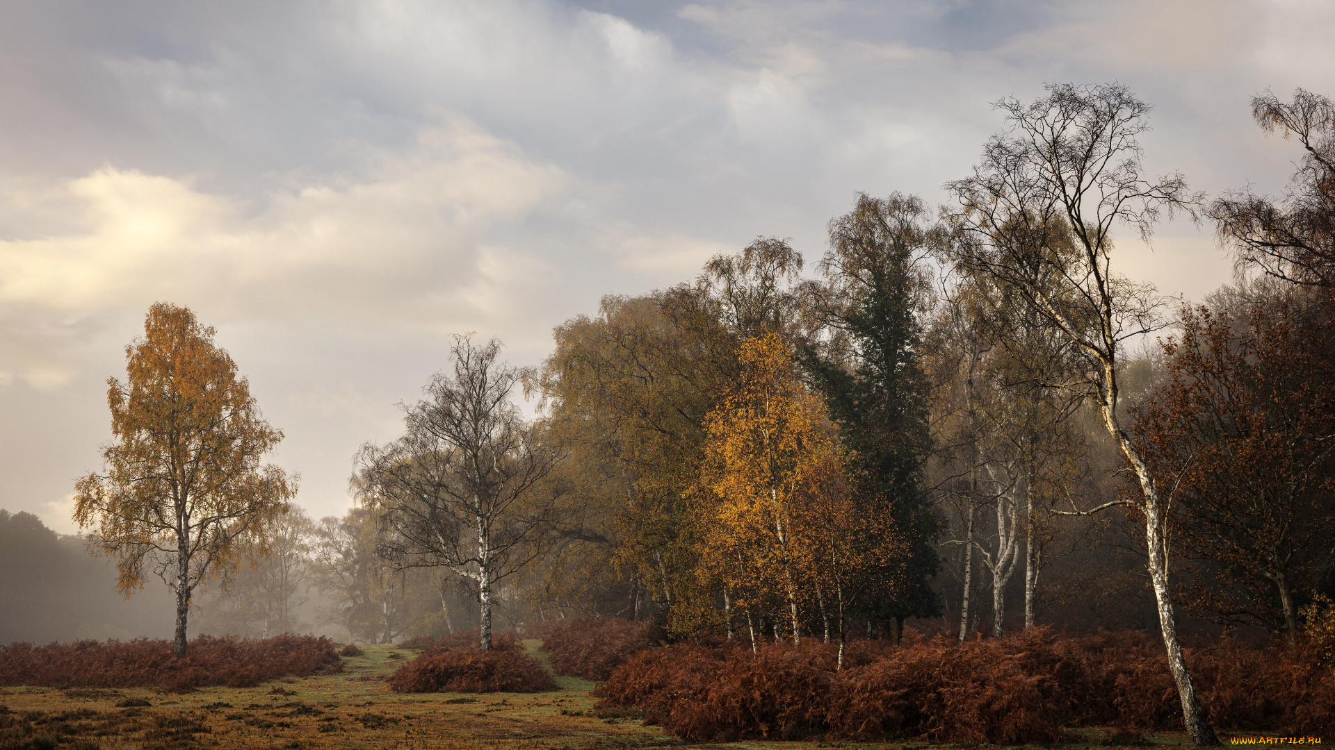 природа, лес, пейзаж